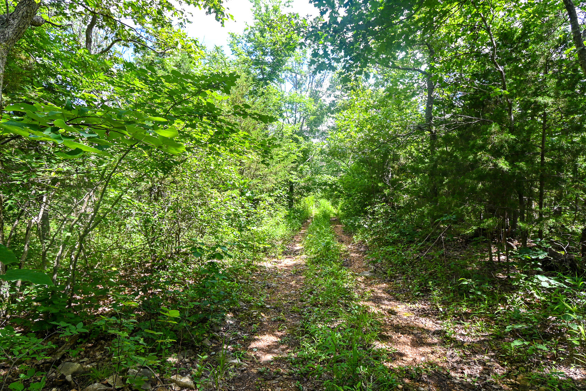 Photo 10 - Land for sale – 5760 NE 817 Pvt Road  Osceola, MO