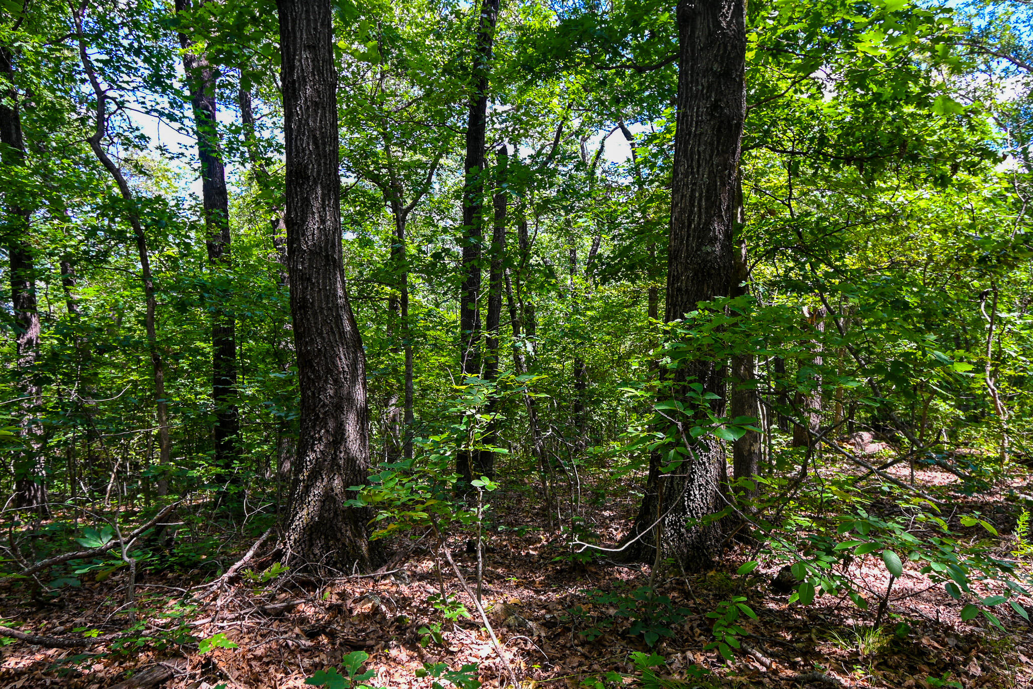 Photo 45 - Land for sale – 5760 NE 817 Pvt Road  Osceola, MO