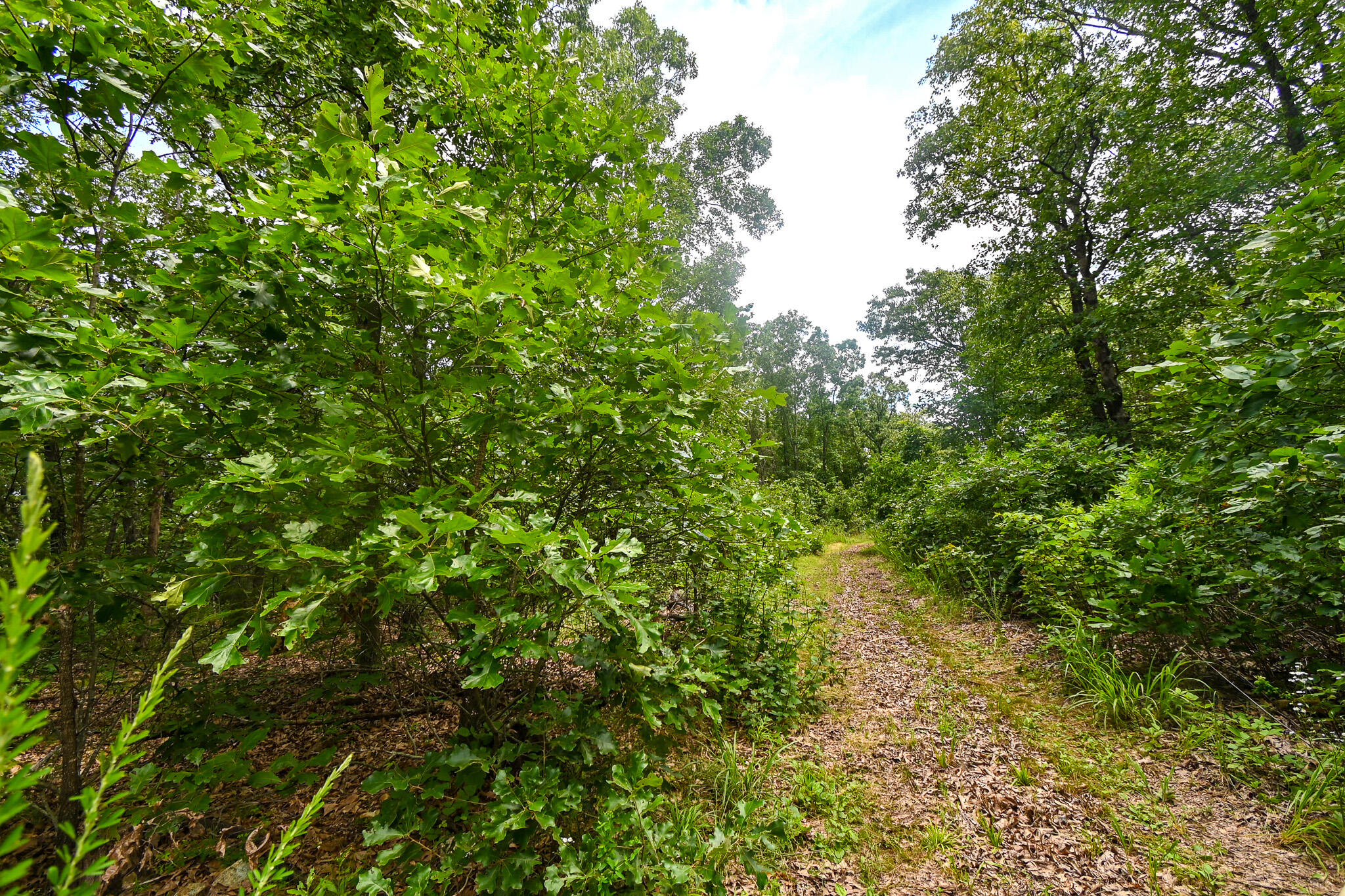 Photo 41 - Land for sale – 5760 NE 817 Pvt Road  Osceola, MO