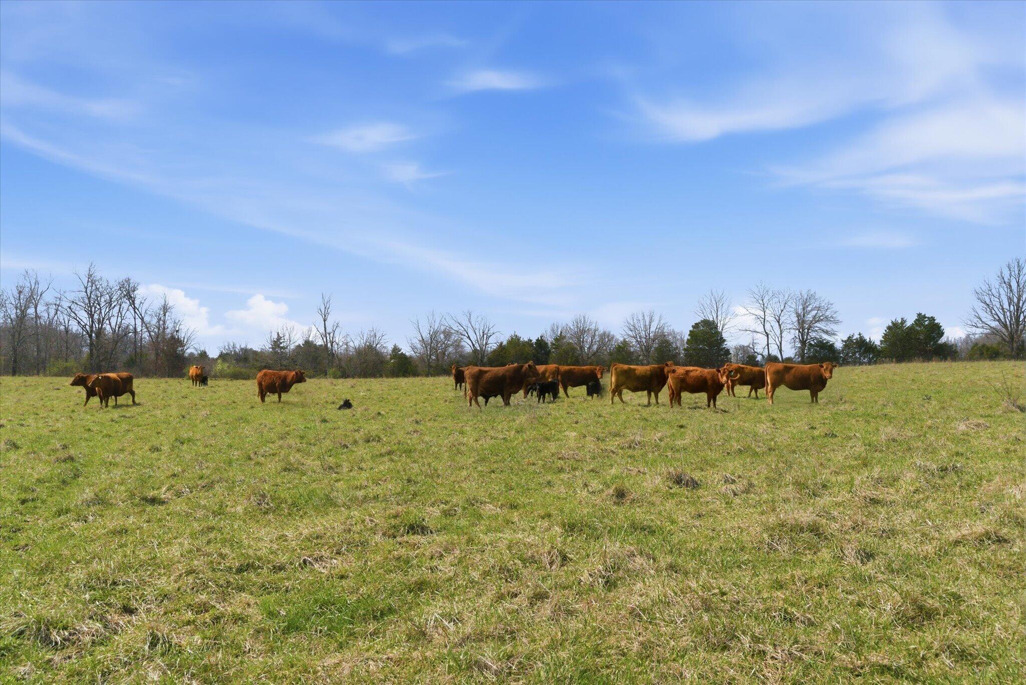 Photo 56 - Farm for sale – 8896  State Route Zz   West Plains, MO