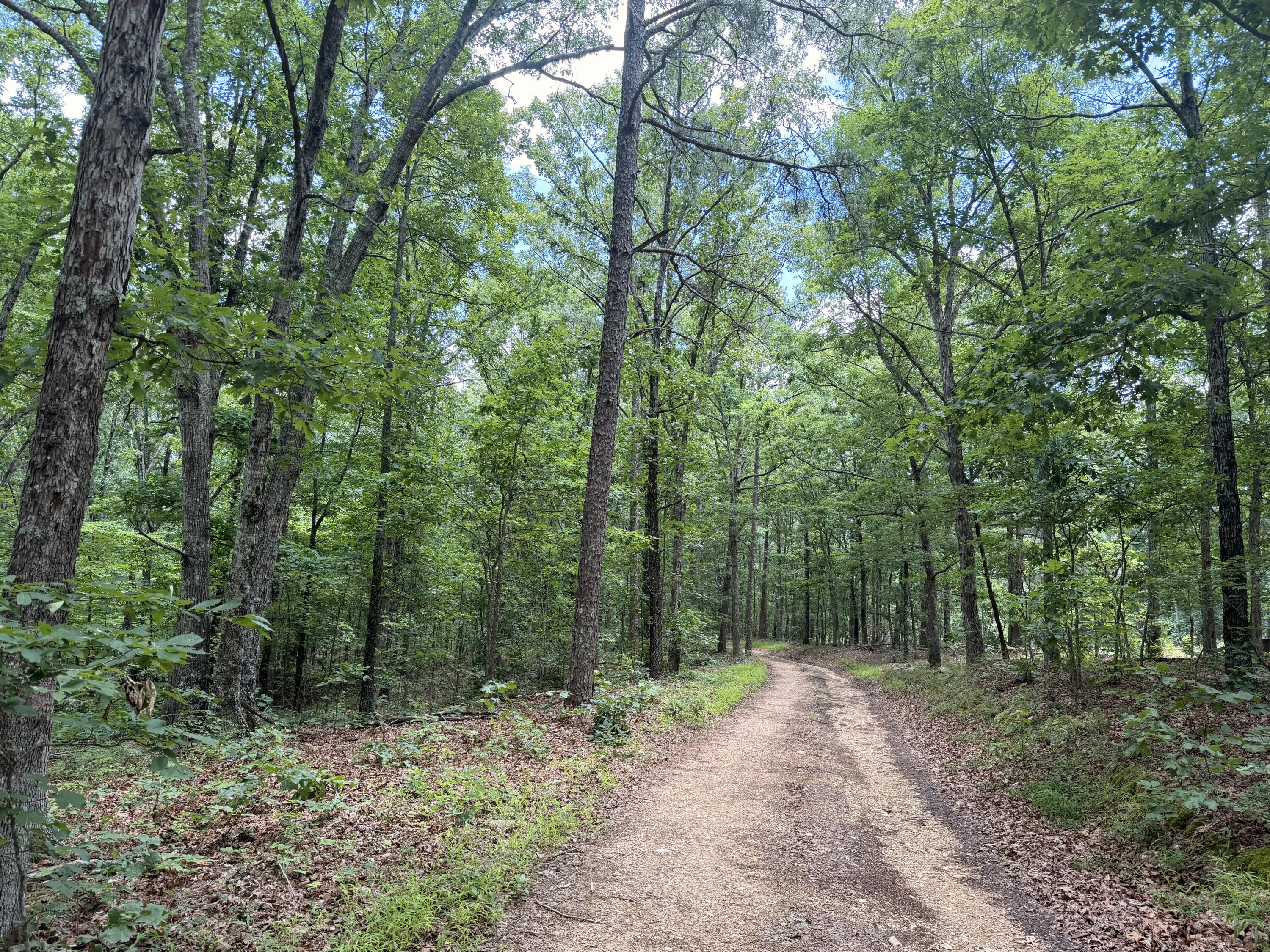 Photo 4 - Land for sale – 000  Forest Service Road   Birch Tree, MO