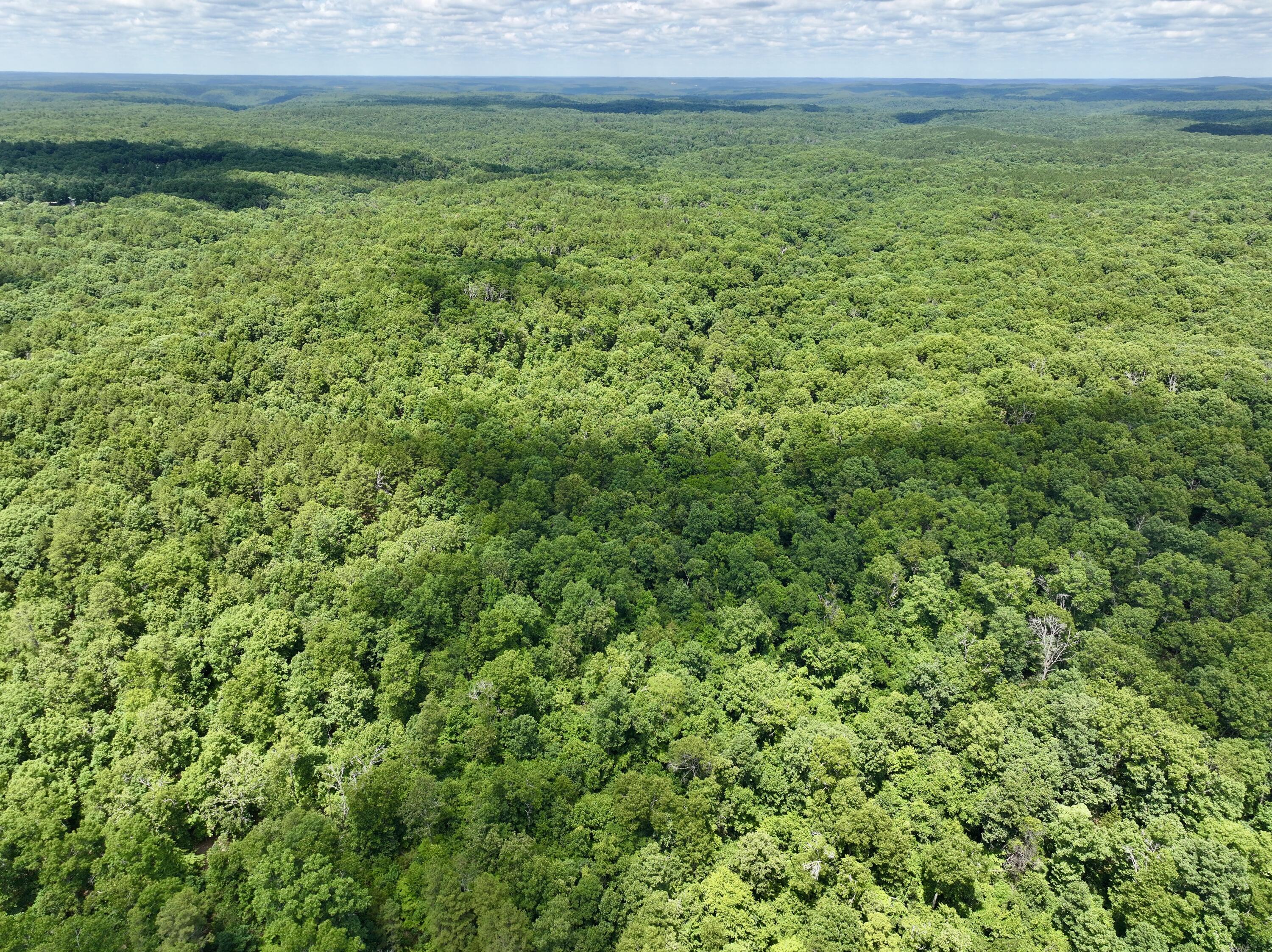 Photo 10 - Land for sale – 000  Forest Service Road   Birch Tree, MO