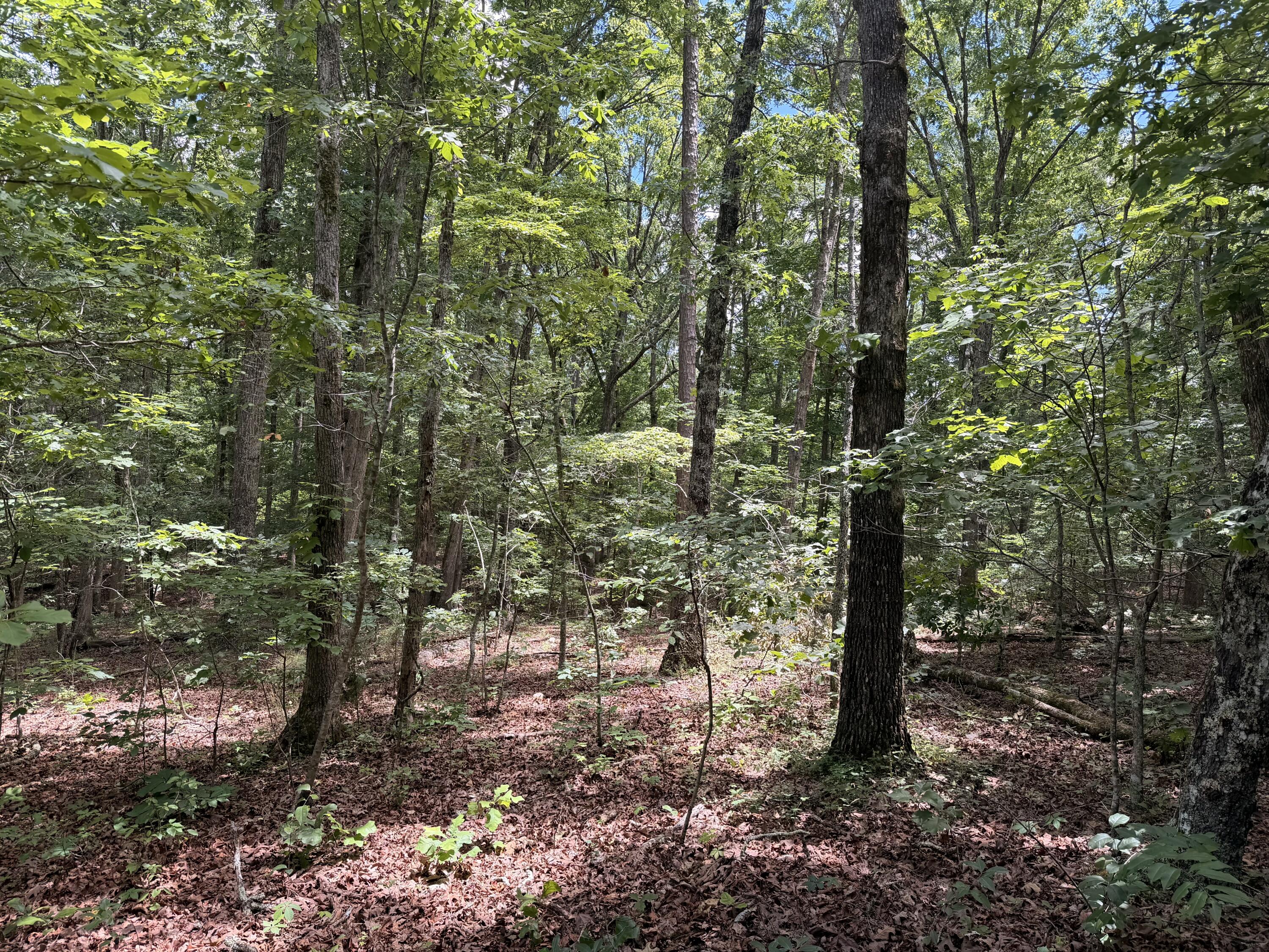 Photo 8 - Land for sale – 000  Forest Service Road   Birch Tree, MO