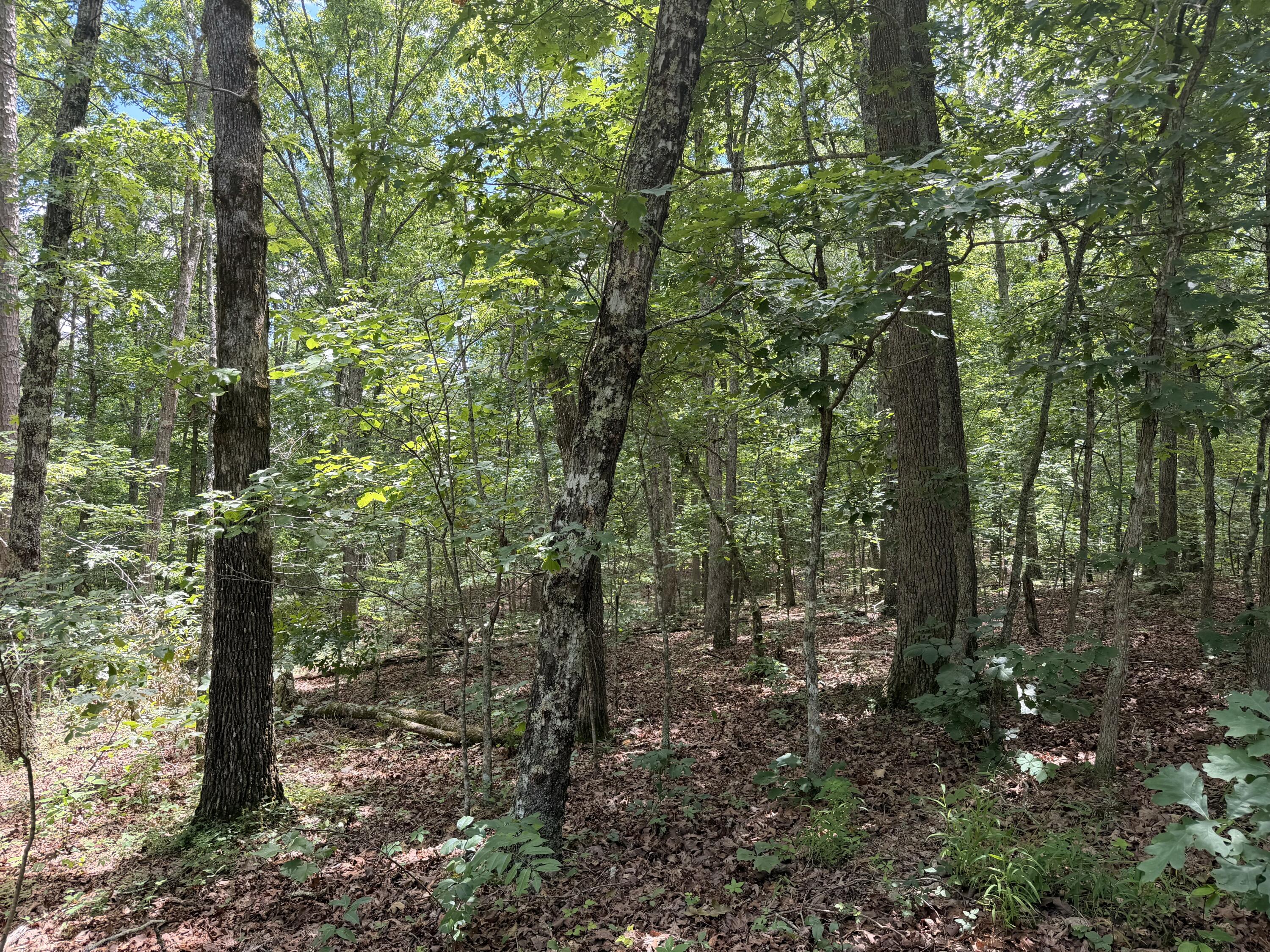 Photo 6 - Land for sale – 000  Forest Service Road   Birch Tree, MO
