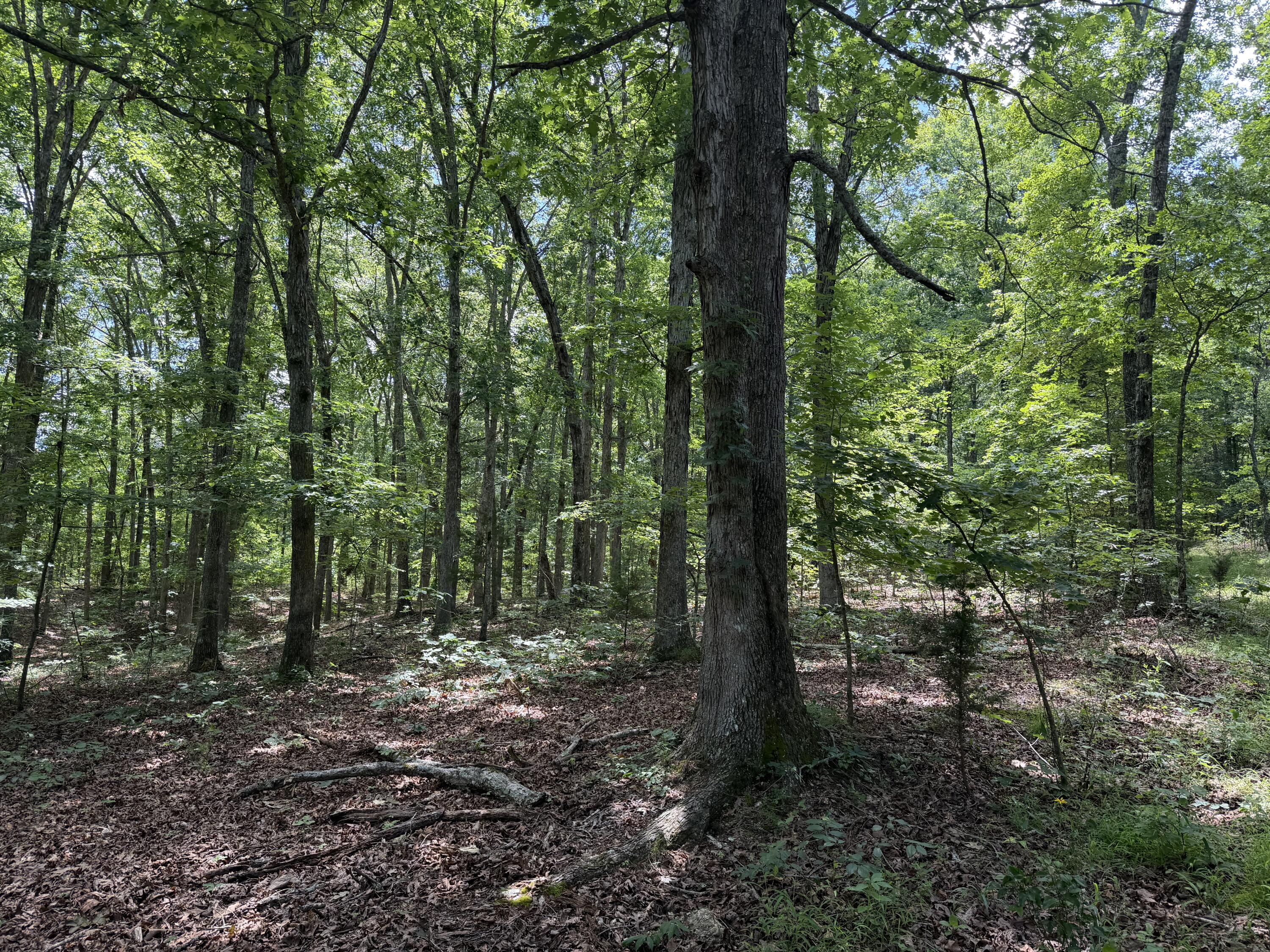 Photo 11 - Land for sale – 000  Forest Service Road   Birch Tree, MO