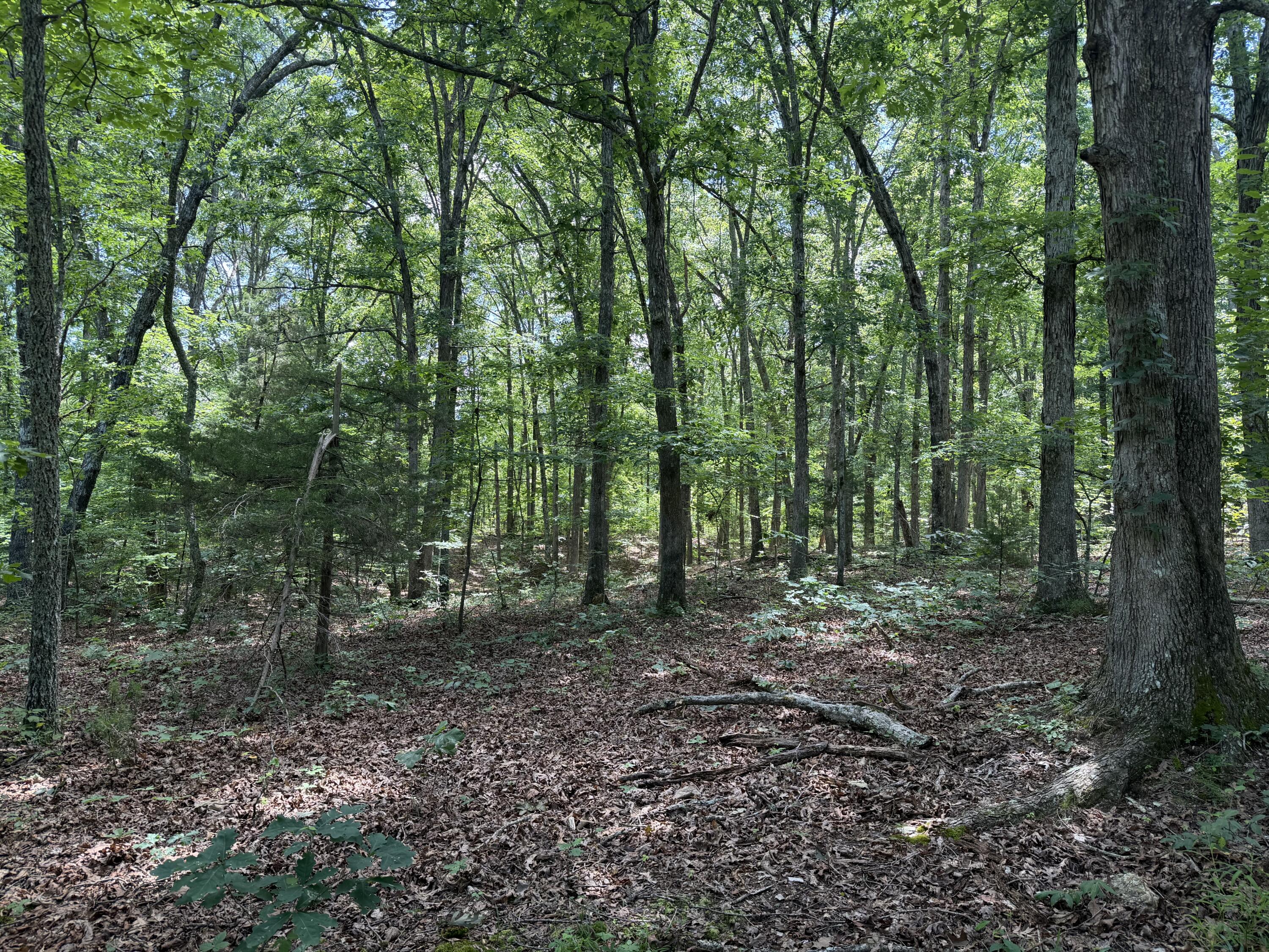 Photo 12 - Land for sale – 000  Forest Service Road   Birch Tree, MO