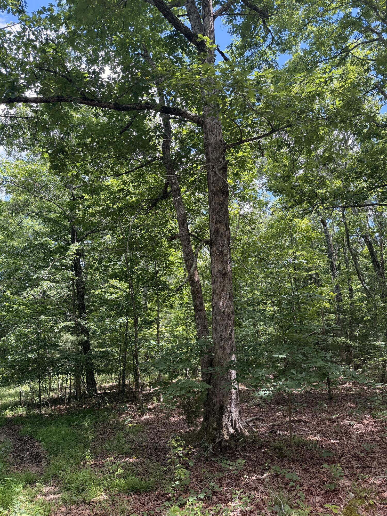 Photo 5 - Land for sale – 000  Forest Service Road   Birch Tree, MO