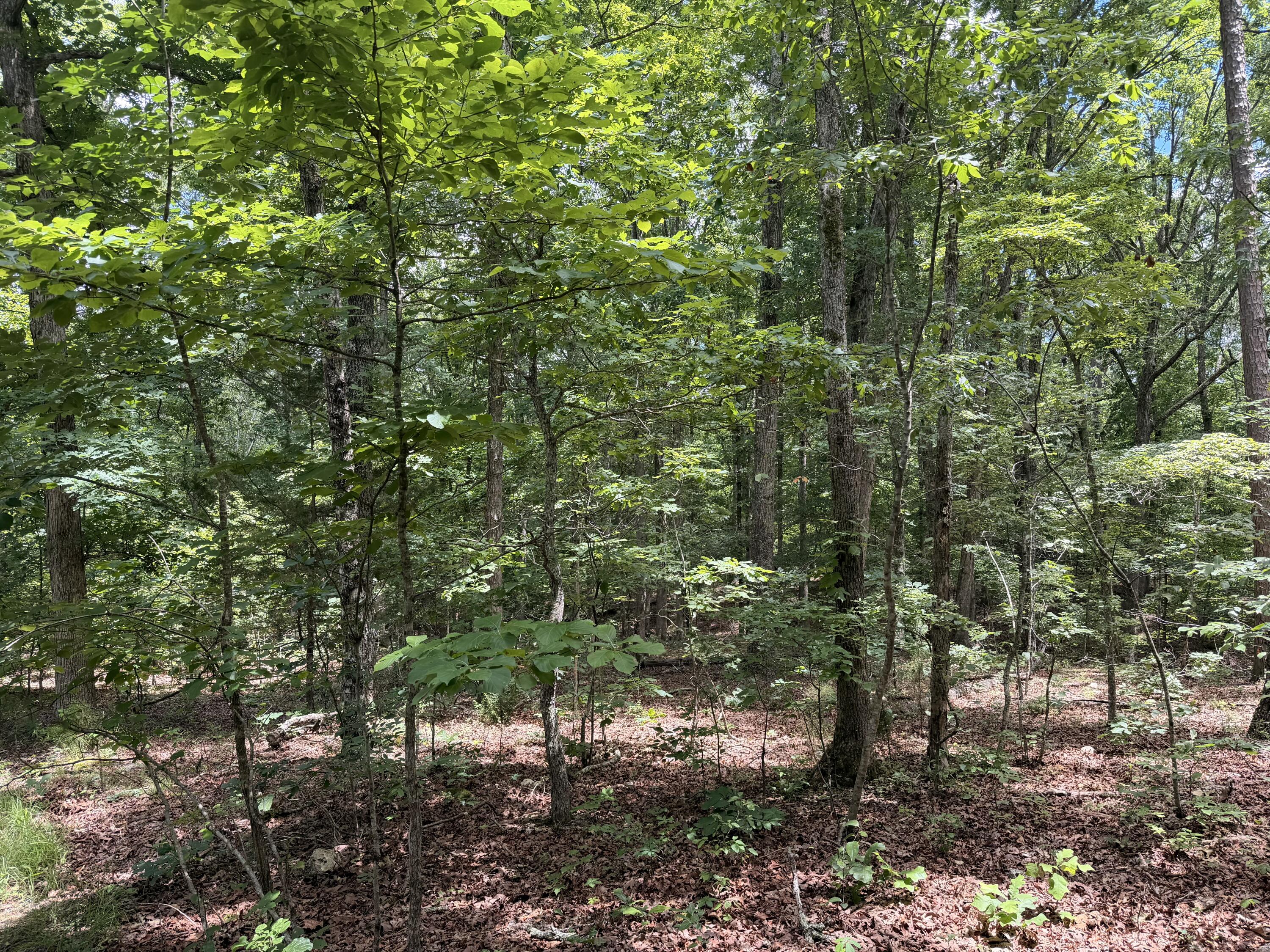 Photo 7 - Land for sale – 000  Forest Service Road   Birch Tree, MO