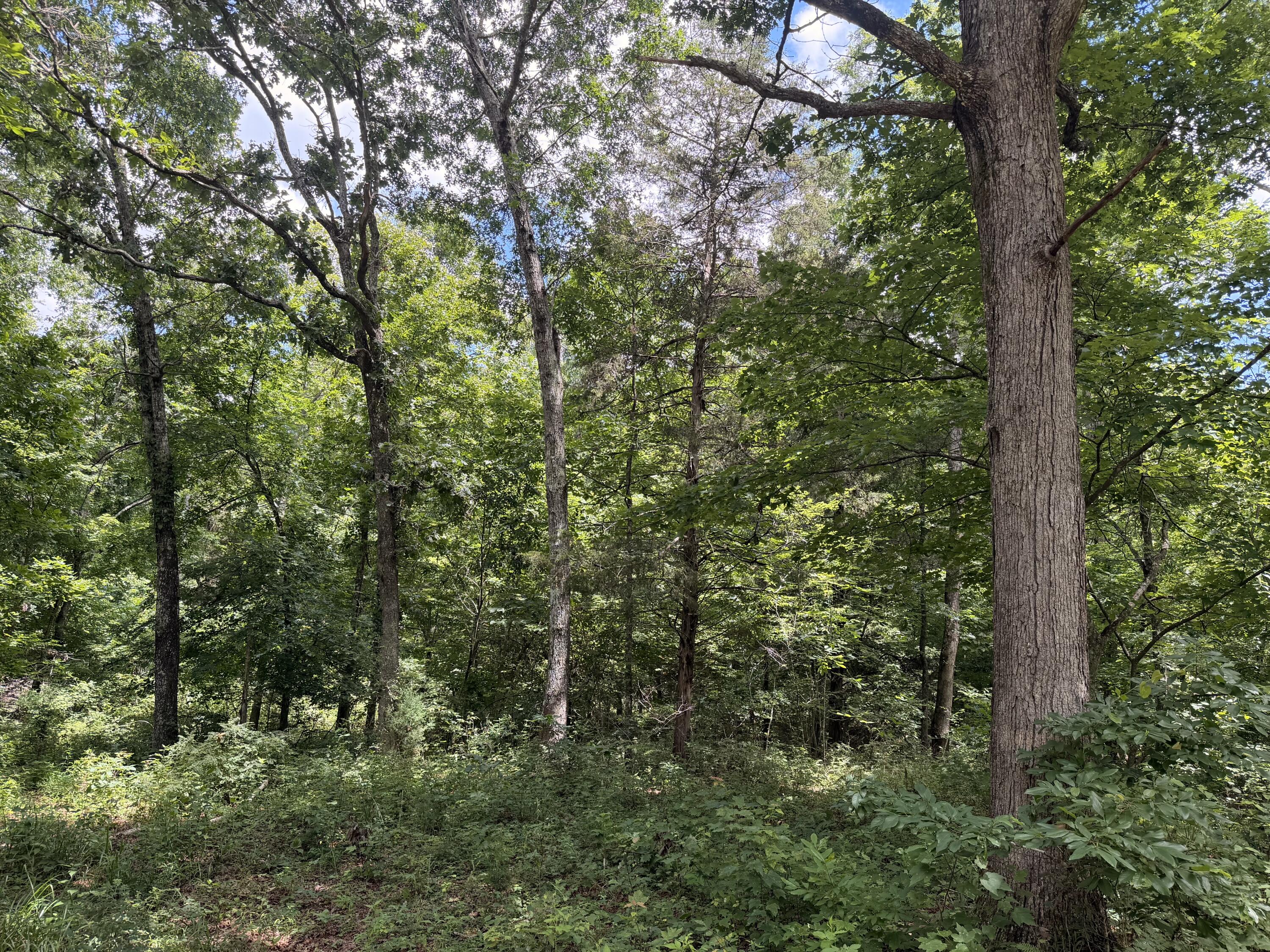 Land for sale – 000  Forest Service Road   Birch Tree, MO
