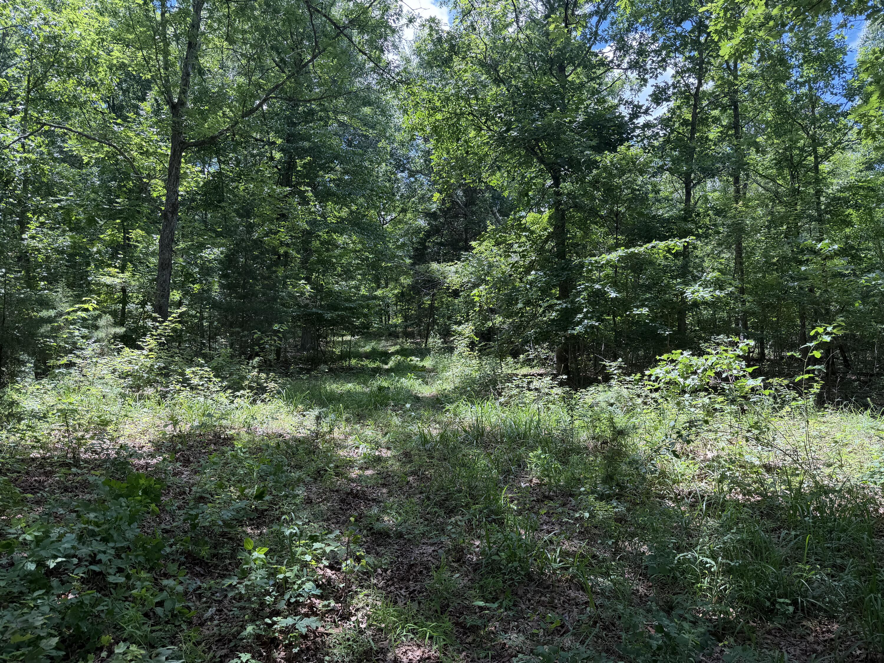 Photo 13 - Land for sale – 000  Forest Service Road   Birch Tree, MO