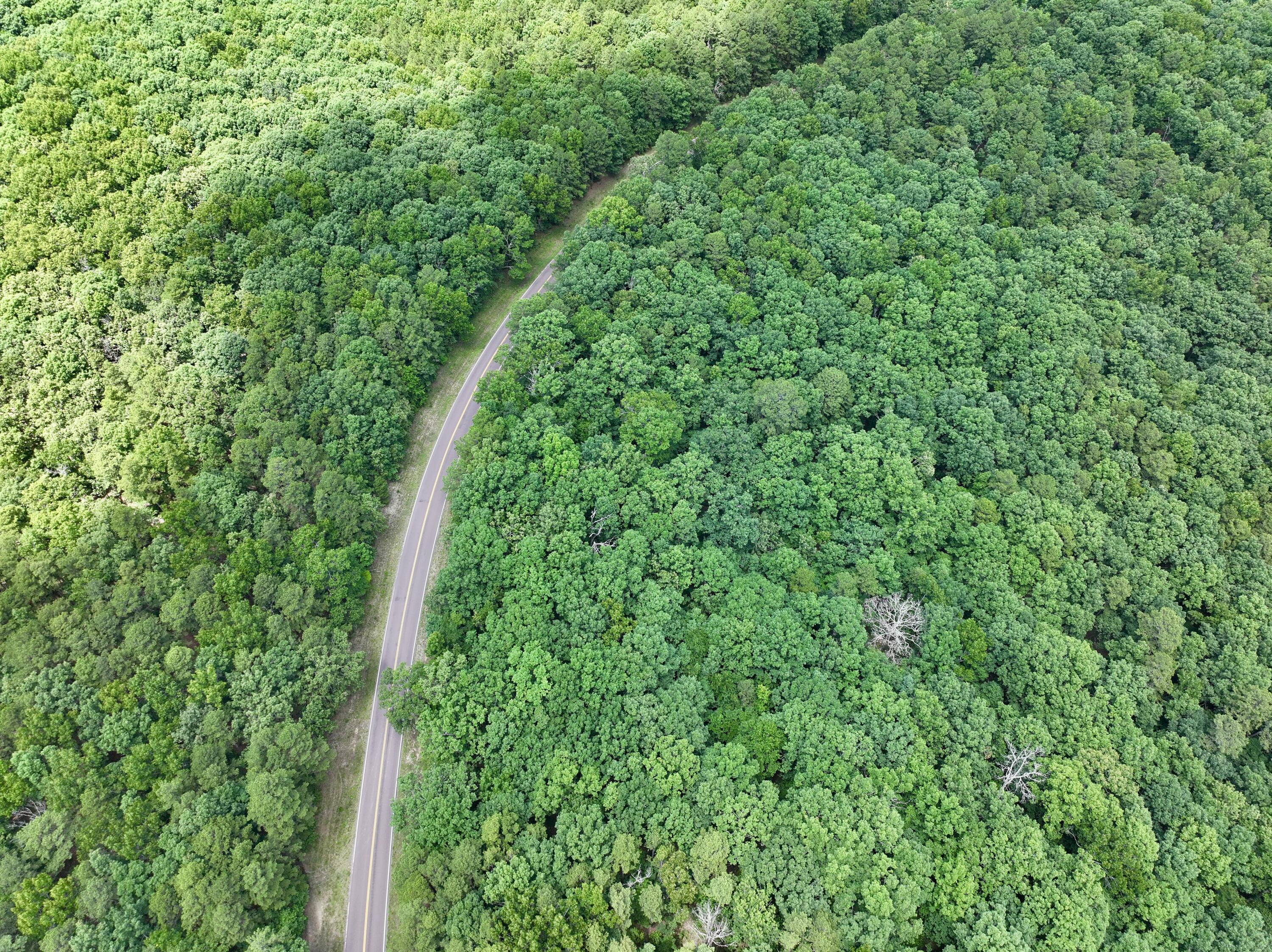 Photo 9 - Land for sale – 000  Forest Service Road   Birch Tree, MO