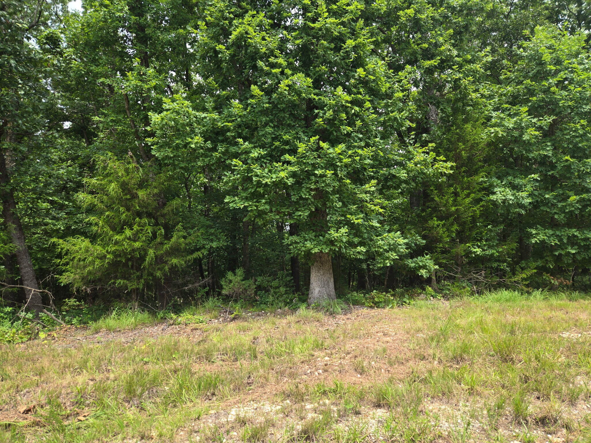 Photo 3 - Land for sale – 001  Muleshoe Trail  Elkland, MO