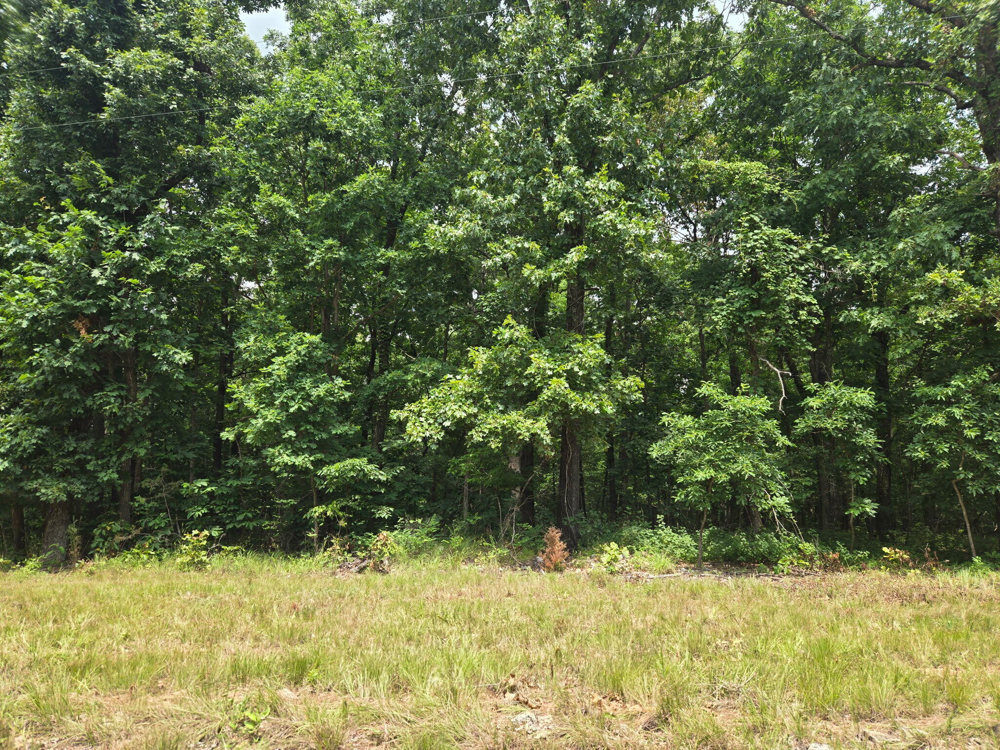 Photo 4 - Land for sale – 001  Muleshoe Trail  Elkland, MO