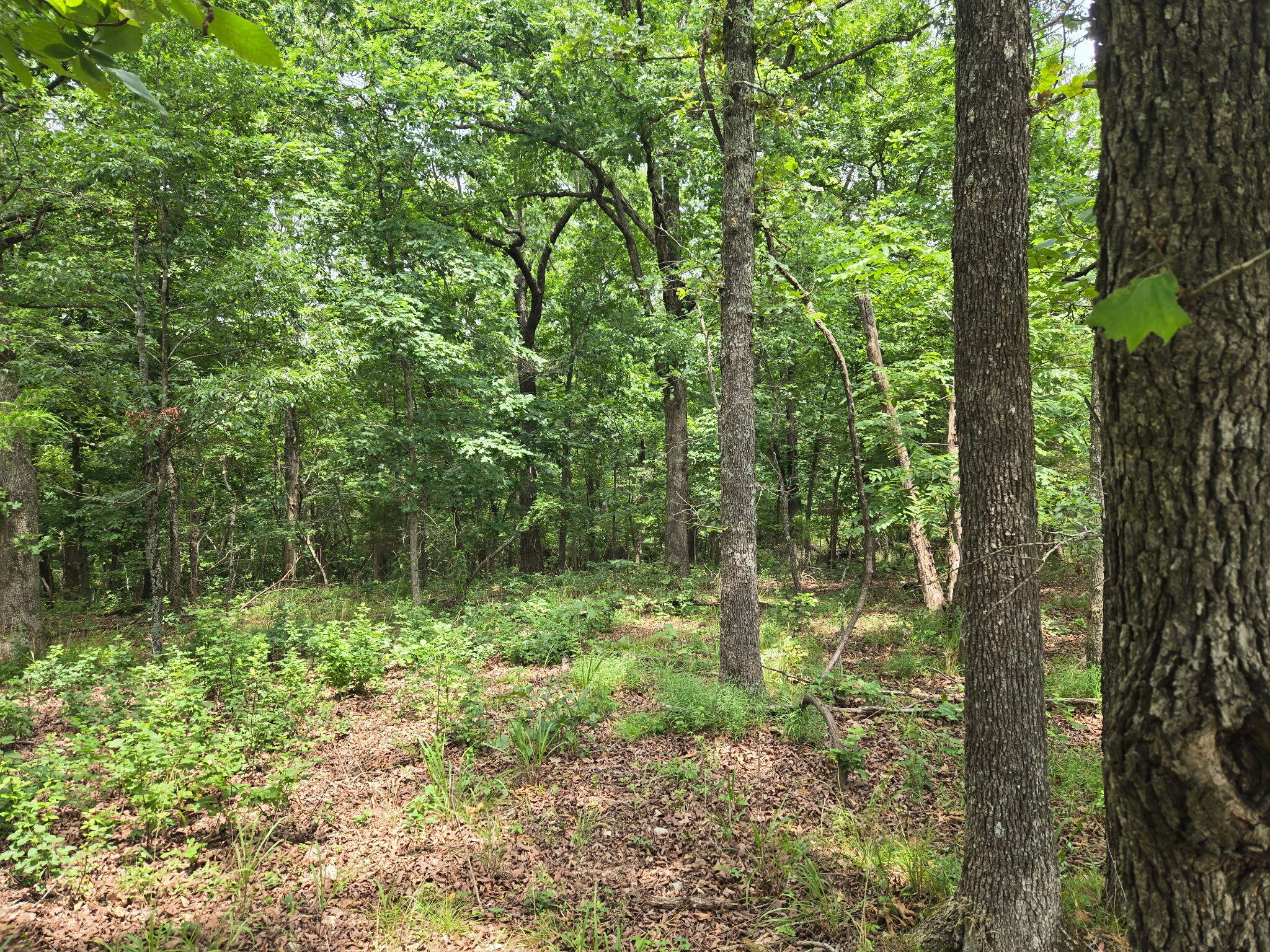Photo 6 - Land for sale – 001  Muleshoe Trail  Elkland, MO