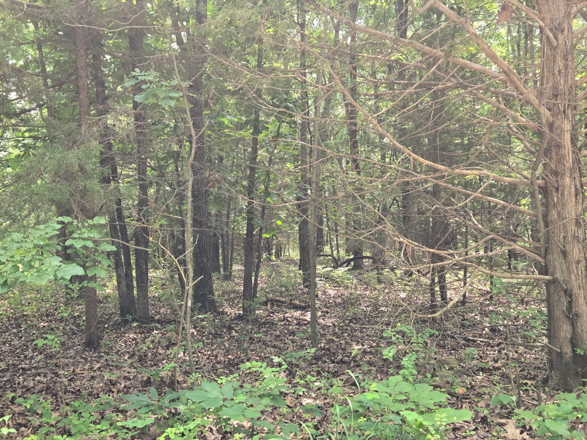 Land for sale – 002 Muleshoe Trail Elkland, MO