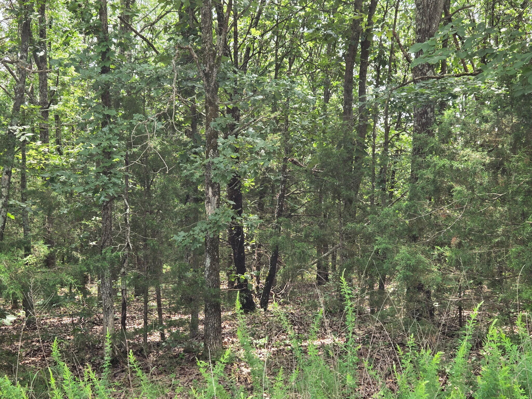 Photo 3 - Land for sale – 002  Muleshoe Trail  Elkland, MO