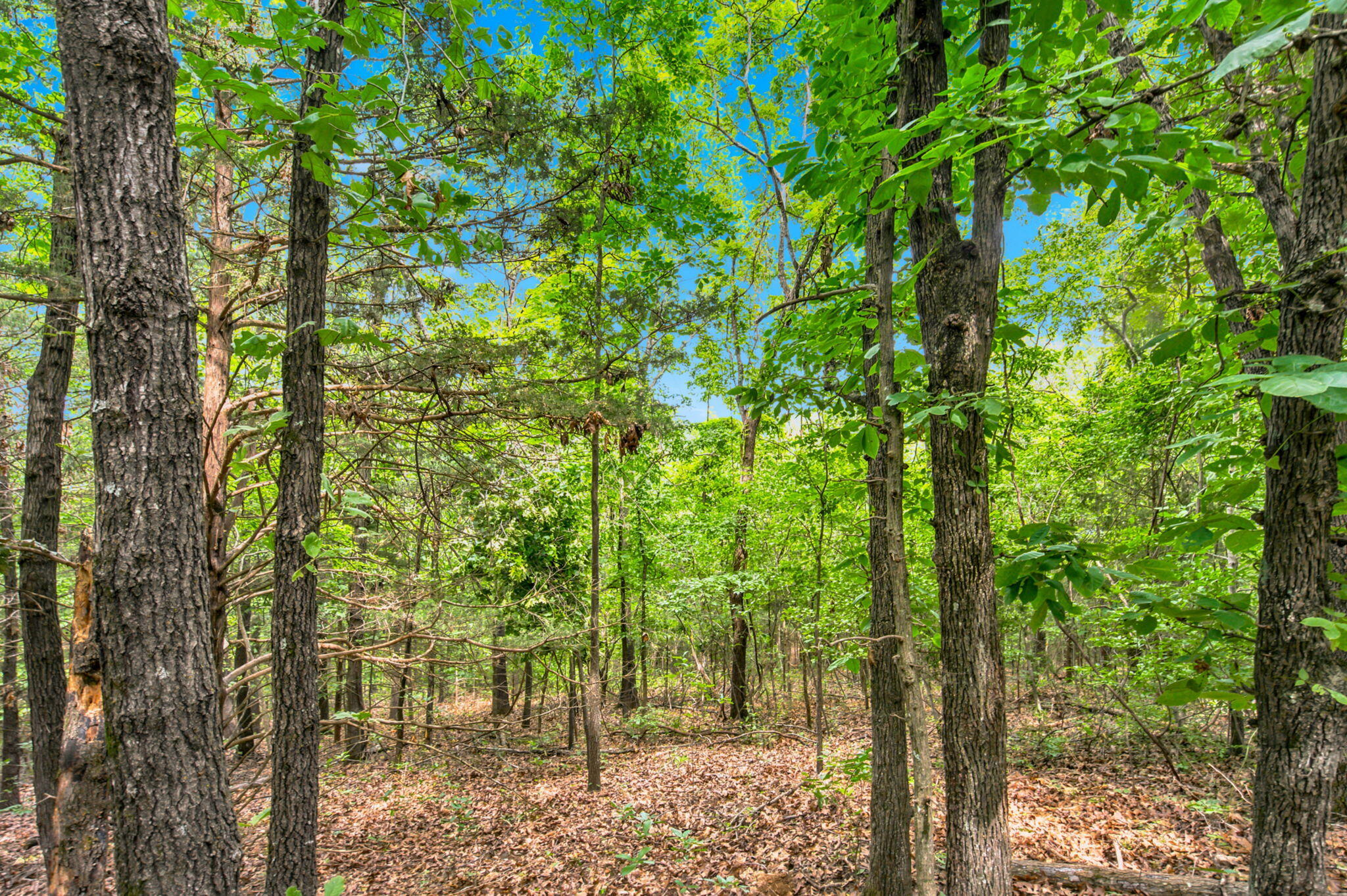 Photo 16 - Land for sale – Lot 12f  Kingsgate Road  Lampe, MO
