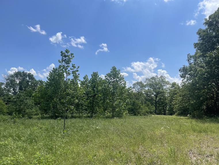 Photo 13 - Land for sale – 000  Co Rd 304   Ava, MO