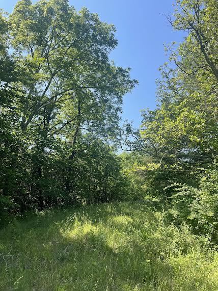 Photo 8 - Land for sale – 000  Co Rd 304   Ava, MO