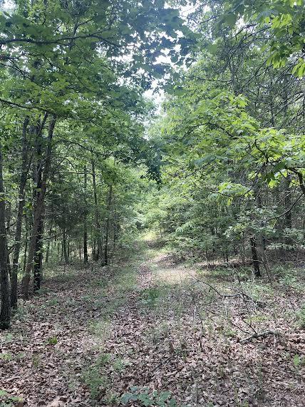 Photo 15 - Land for sale – 000  Co Rd 304   Ava, MO