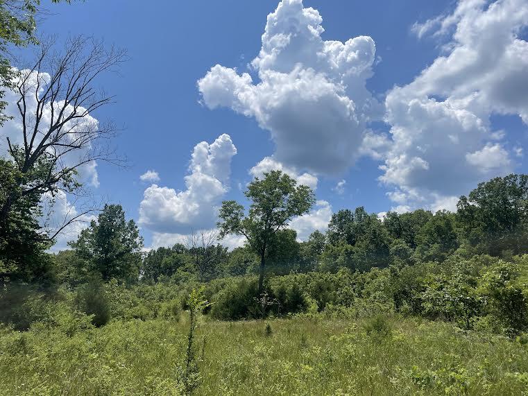 Photo 11 - Land for sale – 000  Co Rd 304   Ava, MO