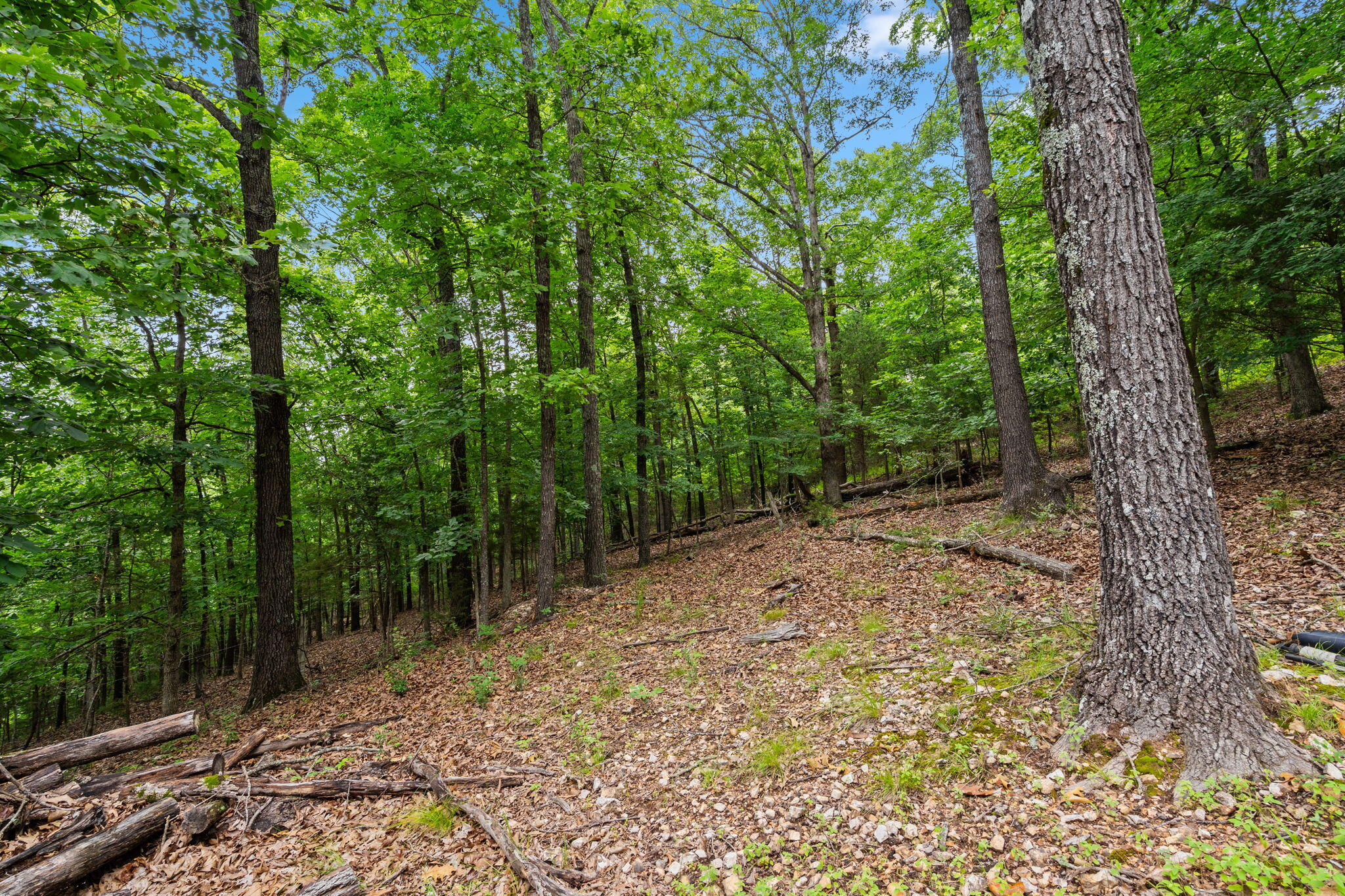 Photo 15 - Land for sale – Tbd  Wildlife Trail  Branson, MO