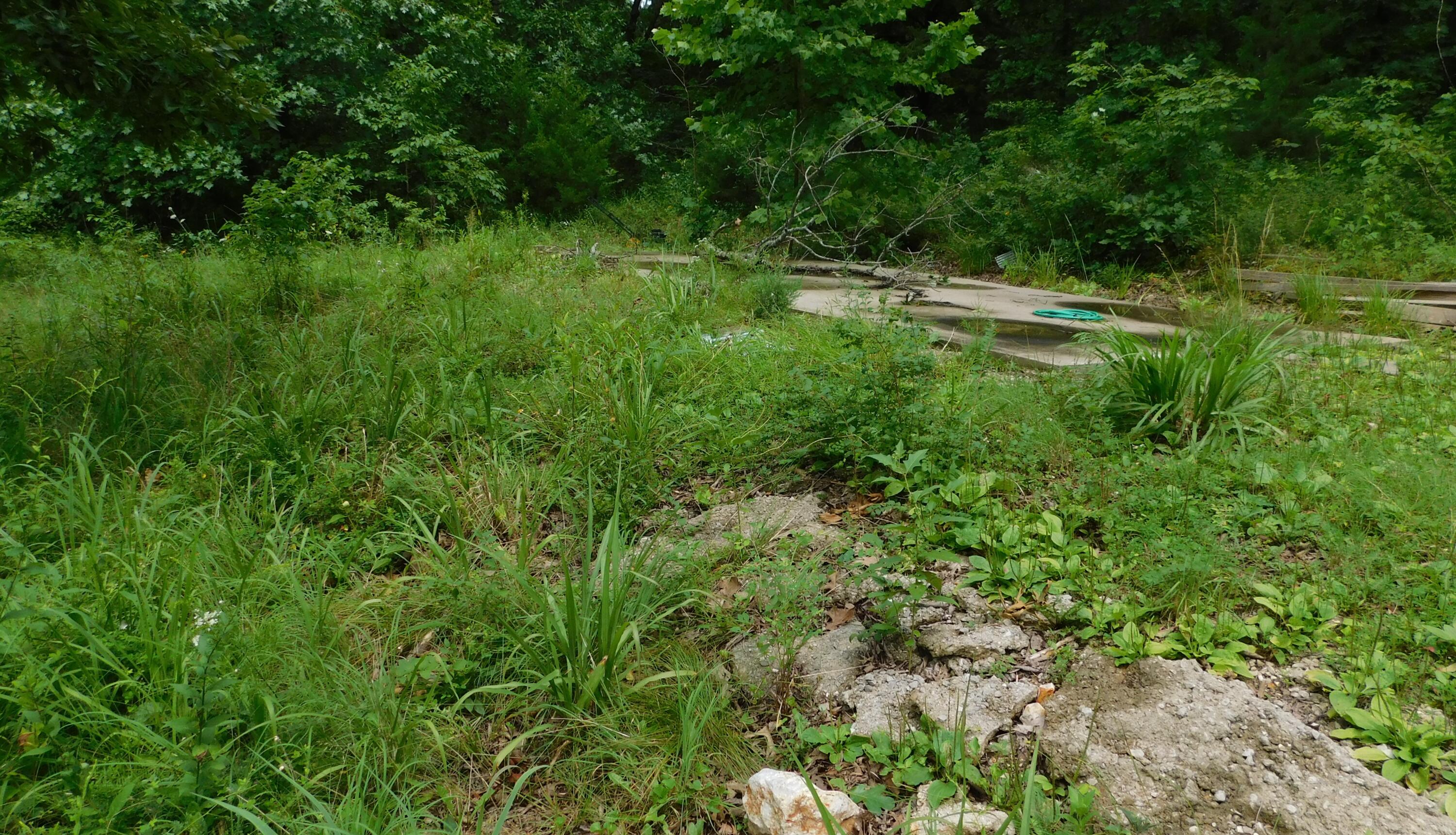 Photo 4 - Land for sale – 4286 SE 871 Road  Collins, MO