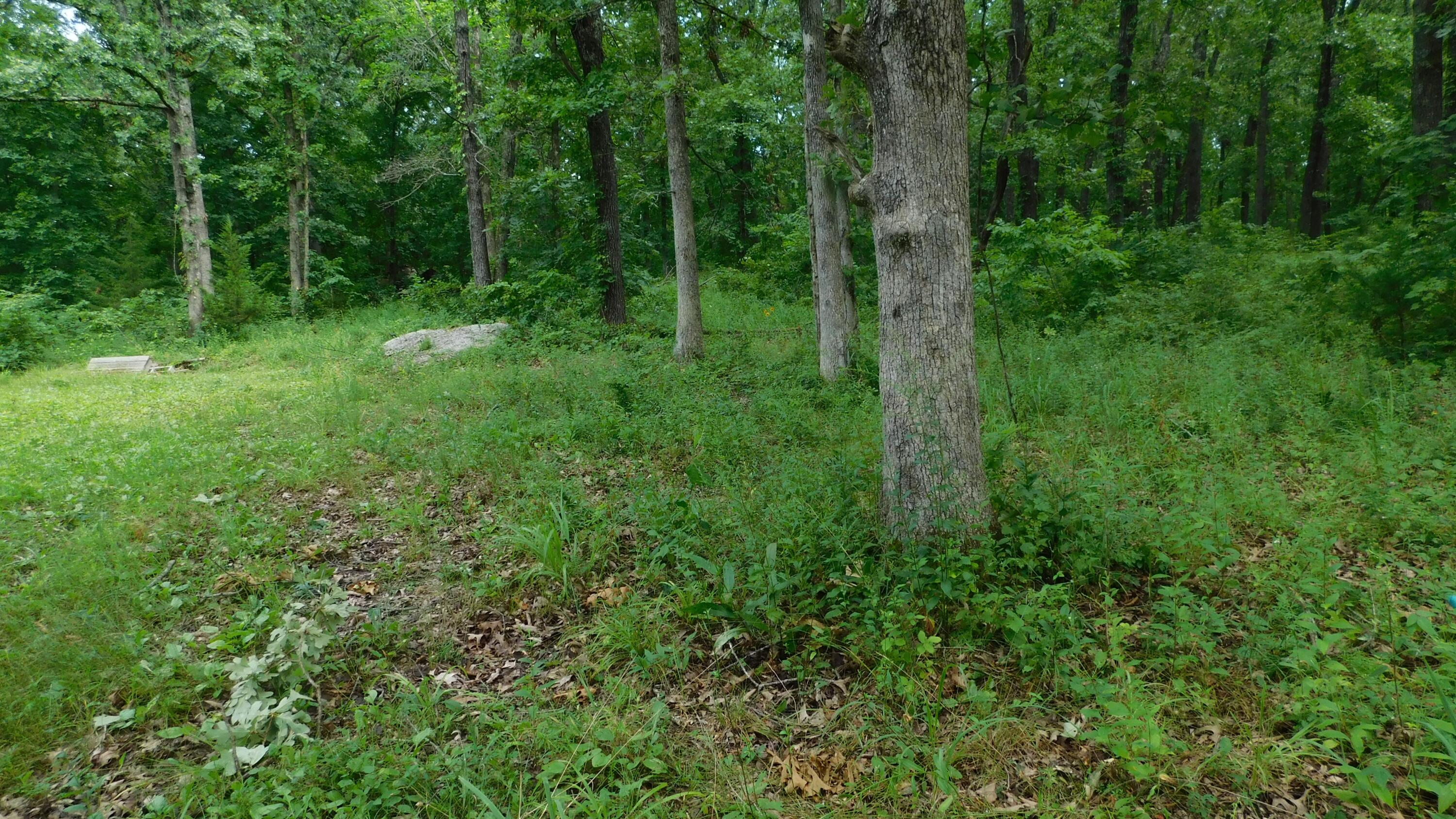 Photo 5 - Land for sale – 4286 SE 871 Road  Collins, MO