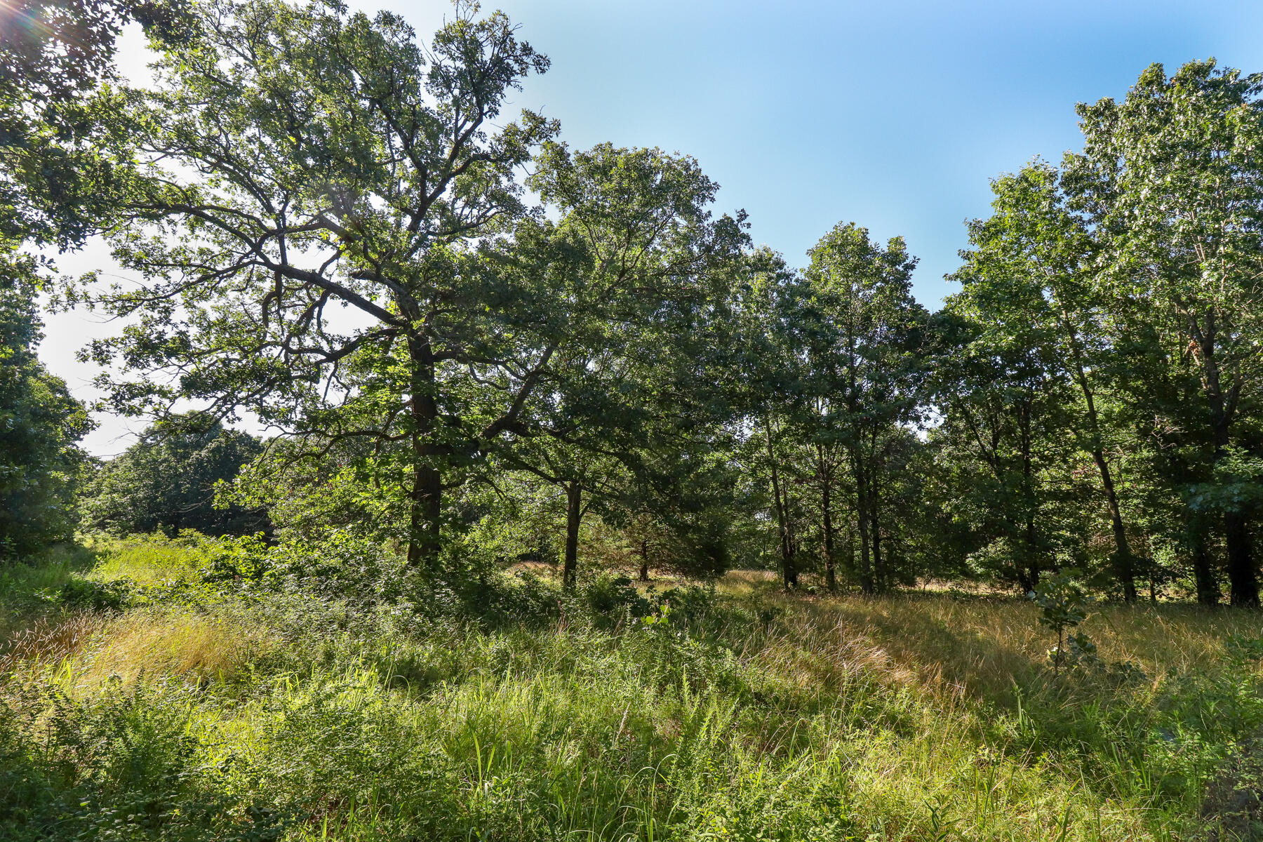 Photo 27 - Land for sale – 000  Private Drive Off Of Fr 1245   Aurora, MO
