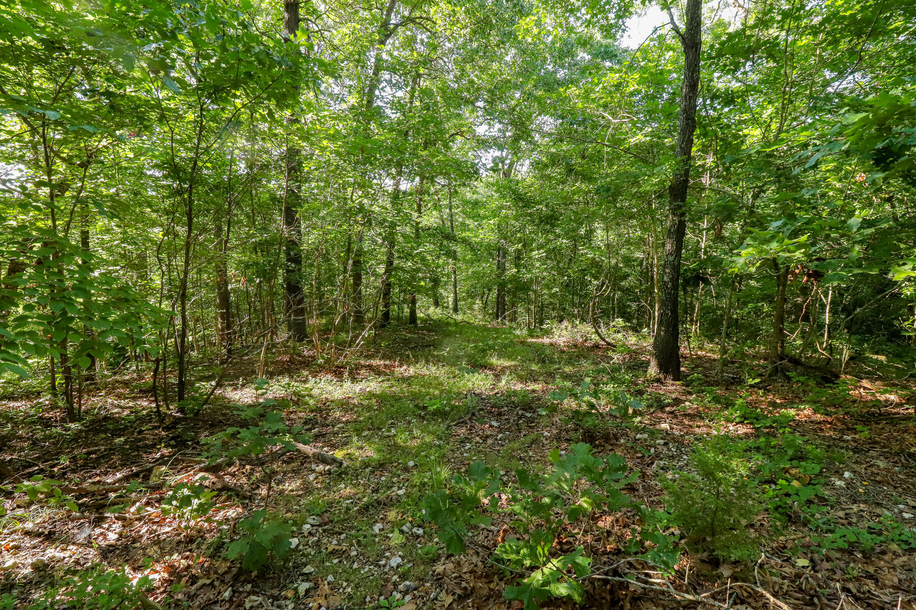 Photo 18 - Land for sale – 000  Private Drive Off Of Fr 1245   Aurora, MO