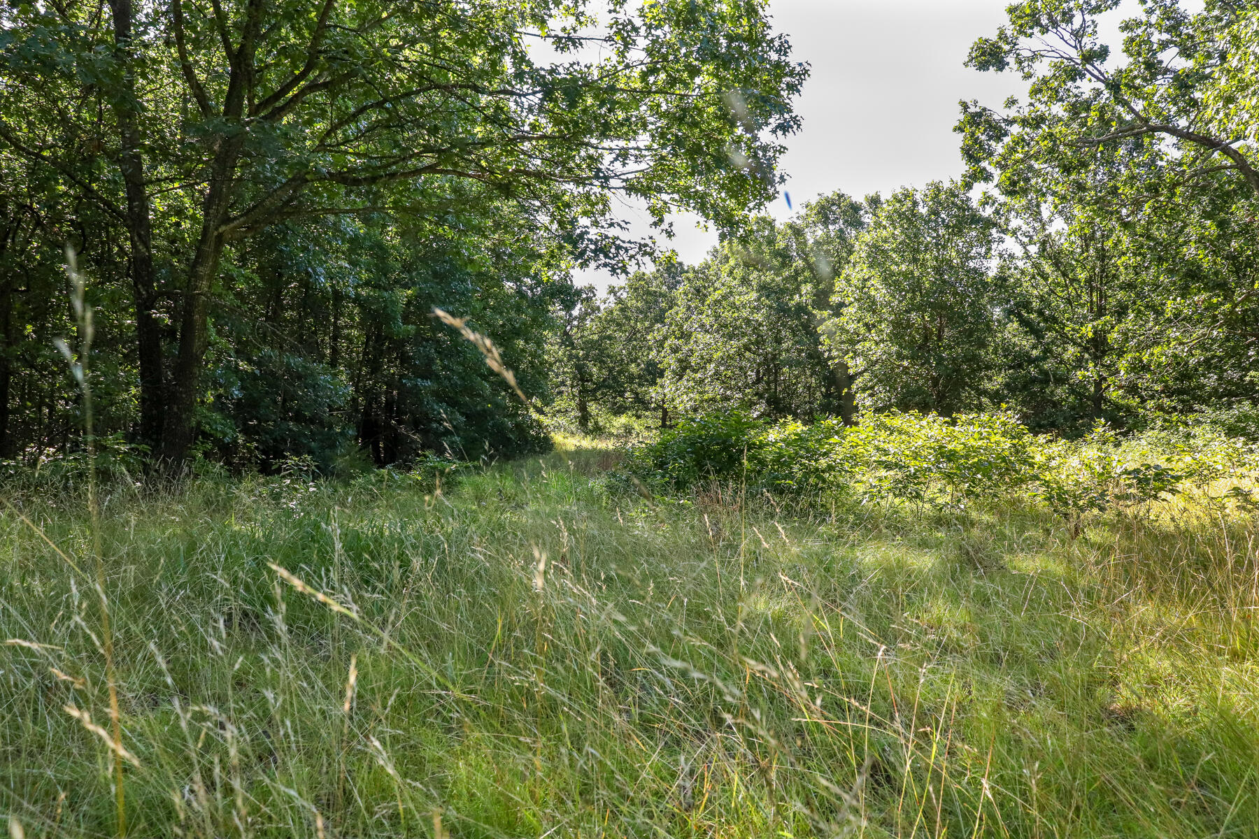 Photo 24 - Land for sale – 000  Private Drive Off Of Fr 1245   Aurora, MO