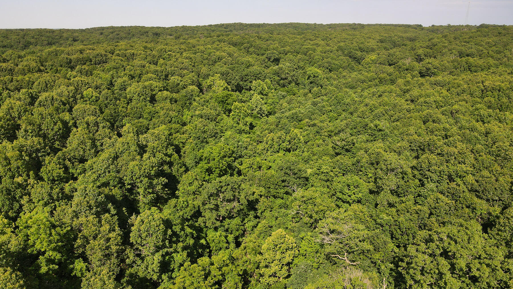 Photo 9 - Land for sale – 000  Private Drive Off Of Fr 1245   Aurora, MO