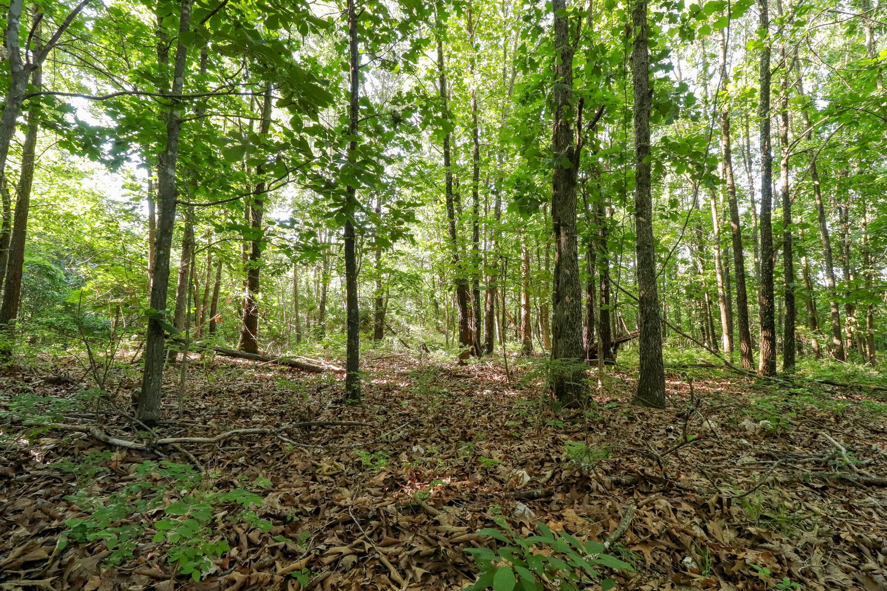 Photo 14 - Land for sale – 000  Private Drive Off Of Fr 1245   Aurora, MO