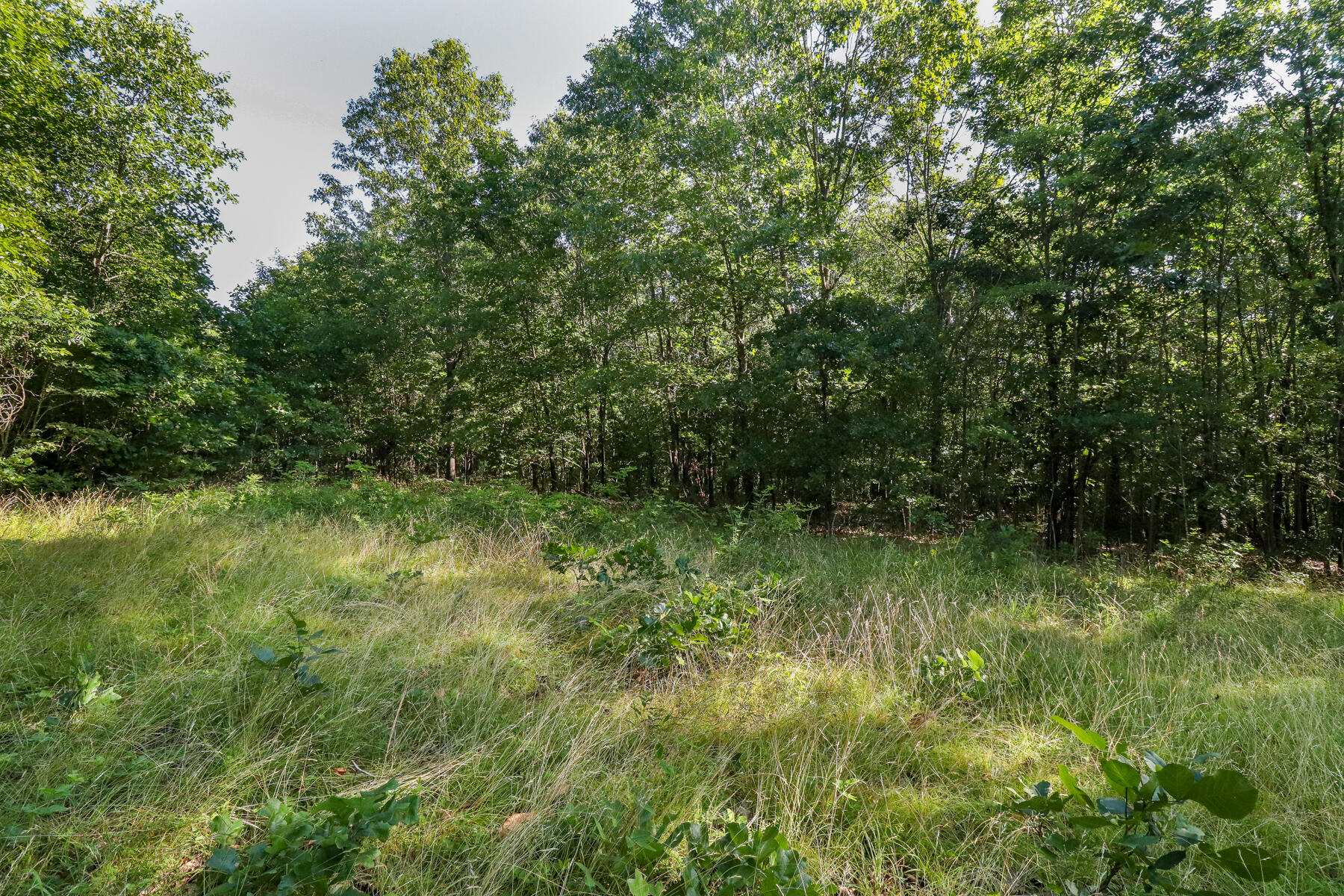 Photo 23 - Land for sale – 000  Private Drive Off Of Fr 1245   Aurora, MO