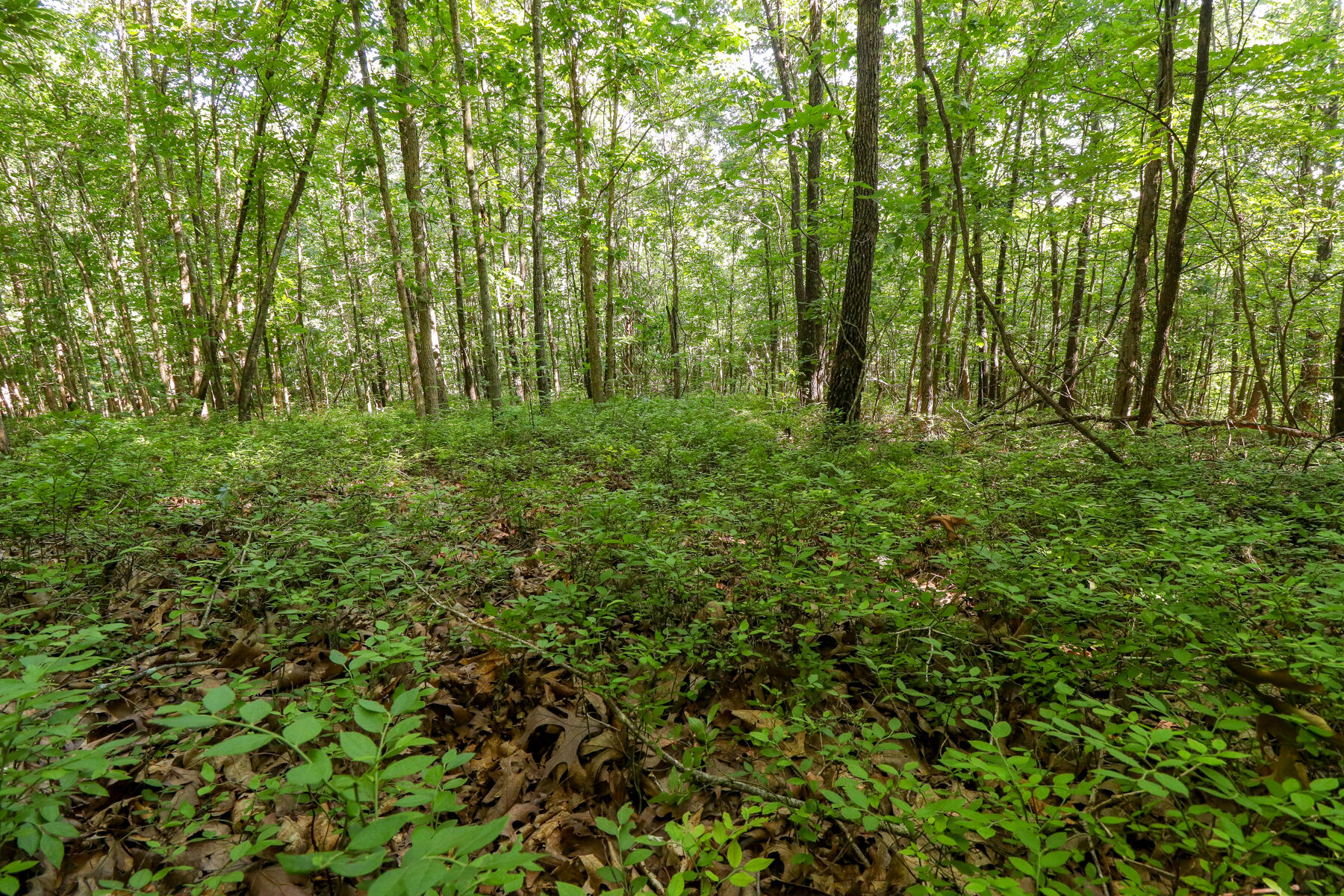 Photo 28 - Land for sale – 000  Private Drive Off Of Fr 1245   Aurora, MO
