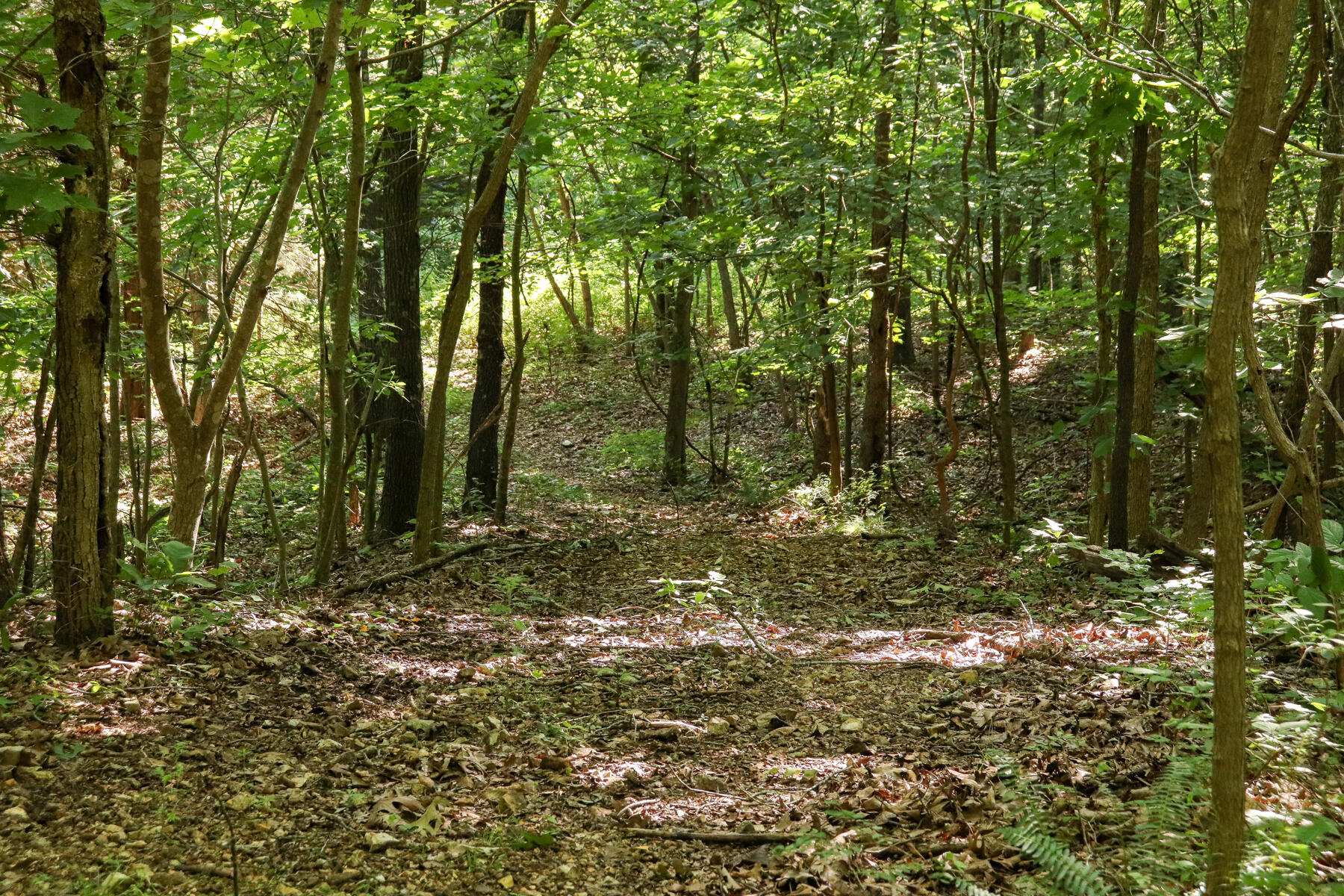 Photo 20 - Land for sale – 000  Private Drive Off Of Fr 1245   Aurora, MO