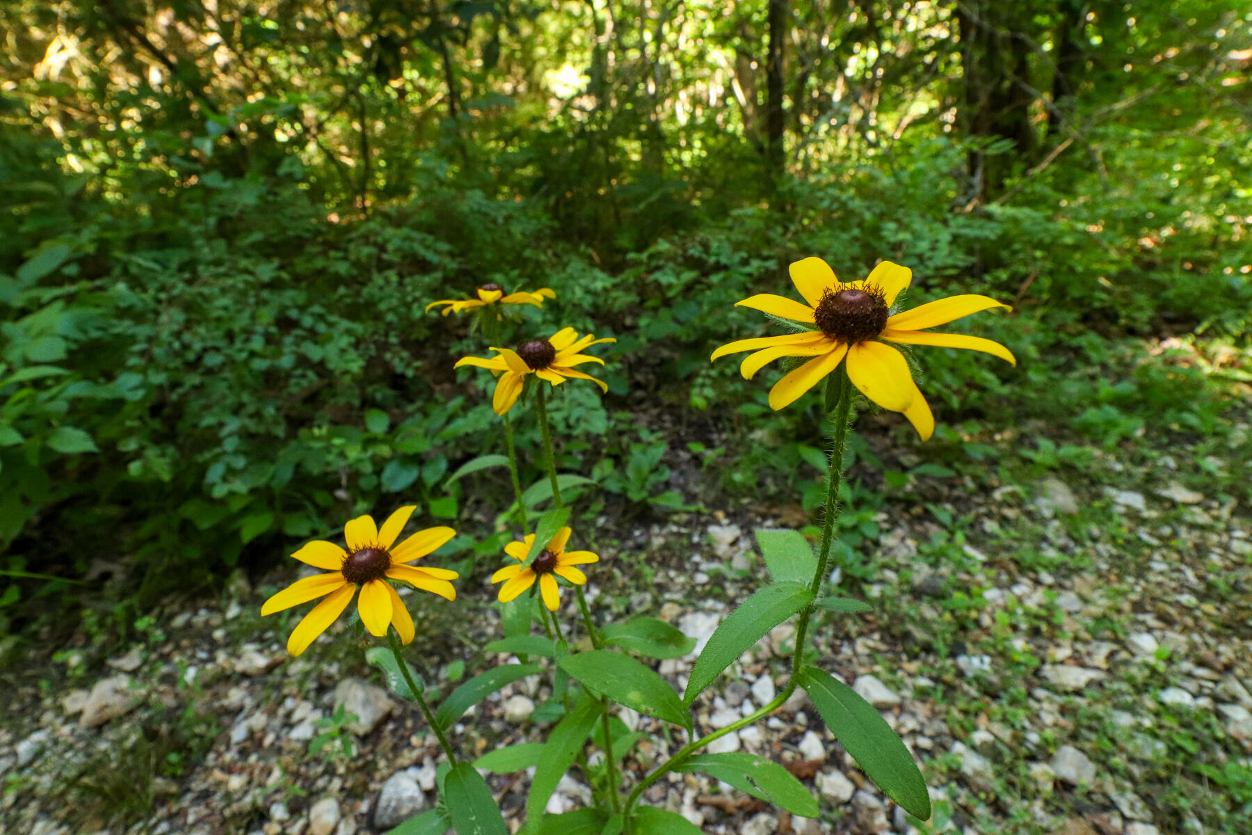 Photo 19 - Land for sale – 000  Private Drive Off Of Fr 1245   Aurora, MO
