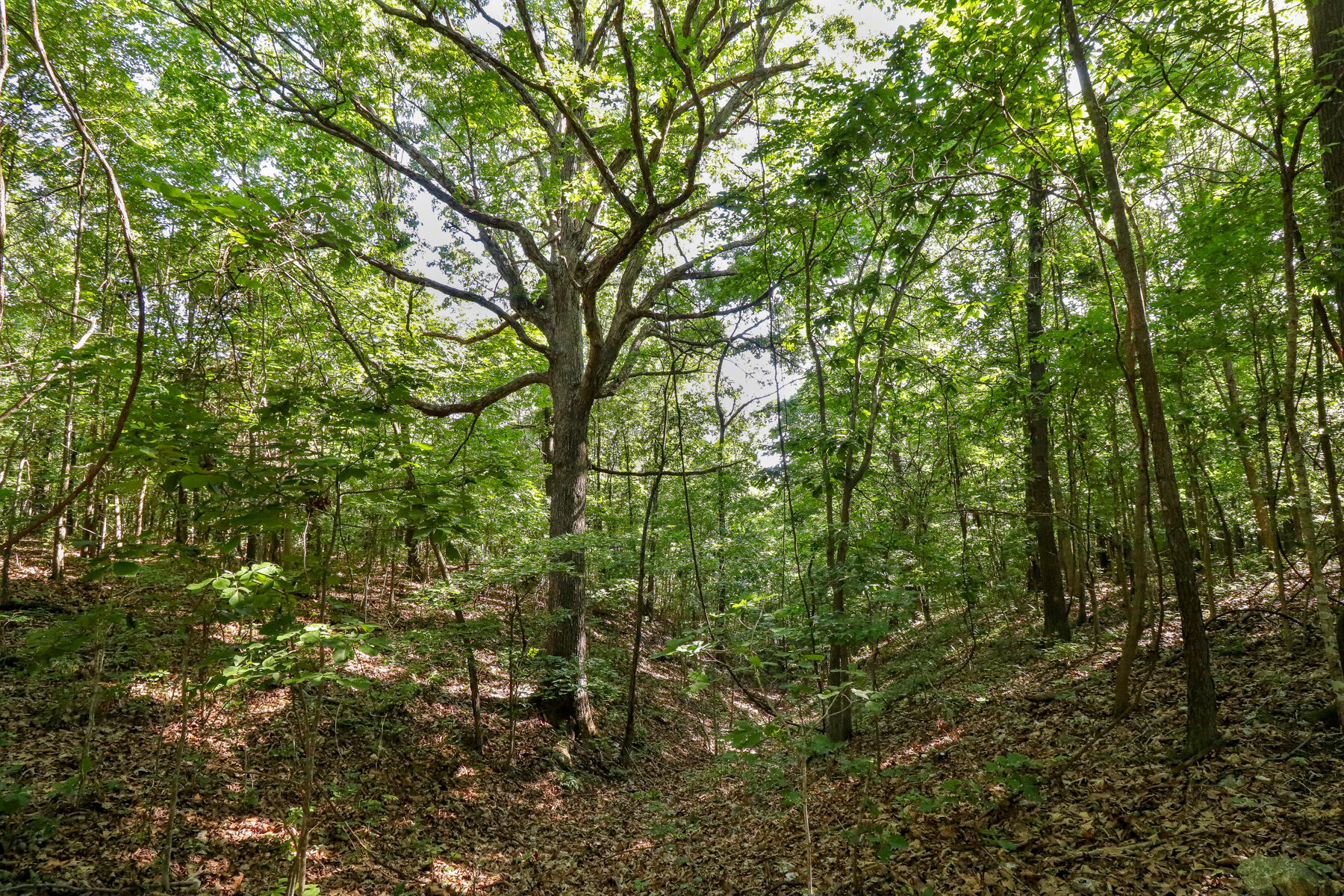 Photo 25 - Land for sale – 000  Private Drive Off Of Fr 1245   Aurora, MO
