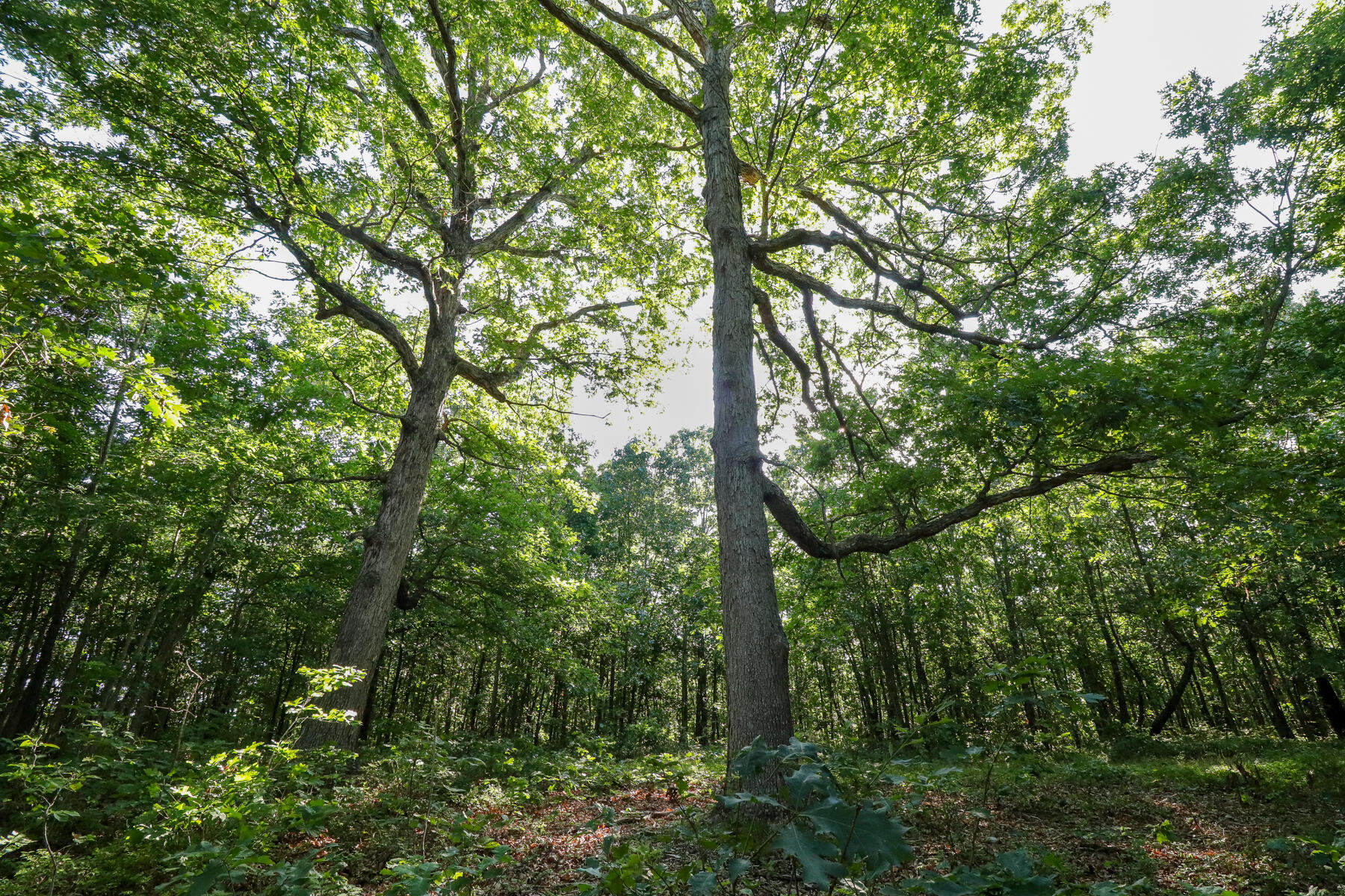 Photo 15 - Land for sale – 000  Private Drive Off Of Fr 1245   Aurora, MO