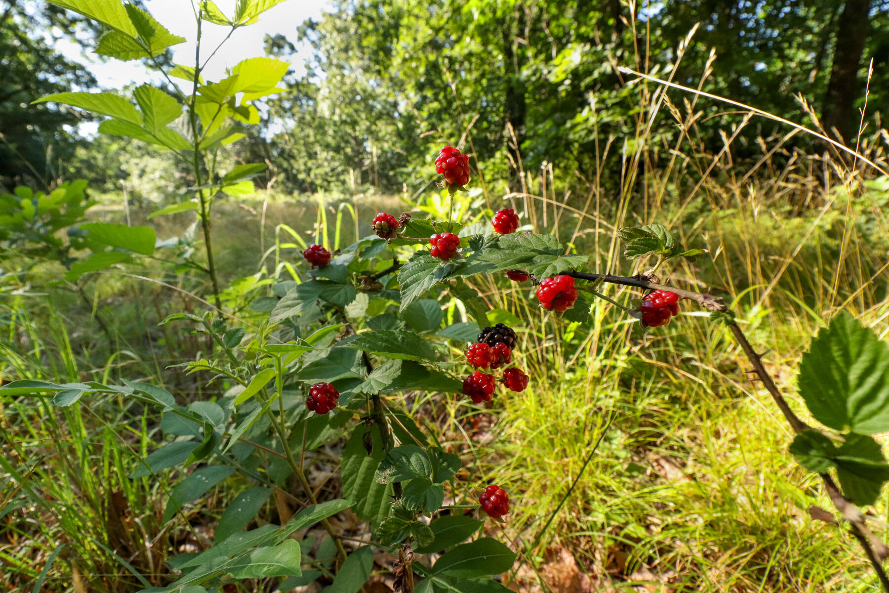 Photo 22 - Land for sale – 000  Private Drive Off Of Fr 1245   Aurora, MO