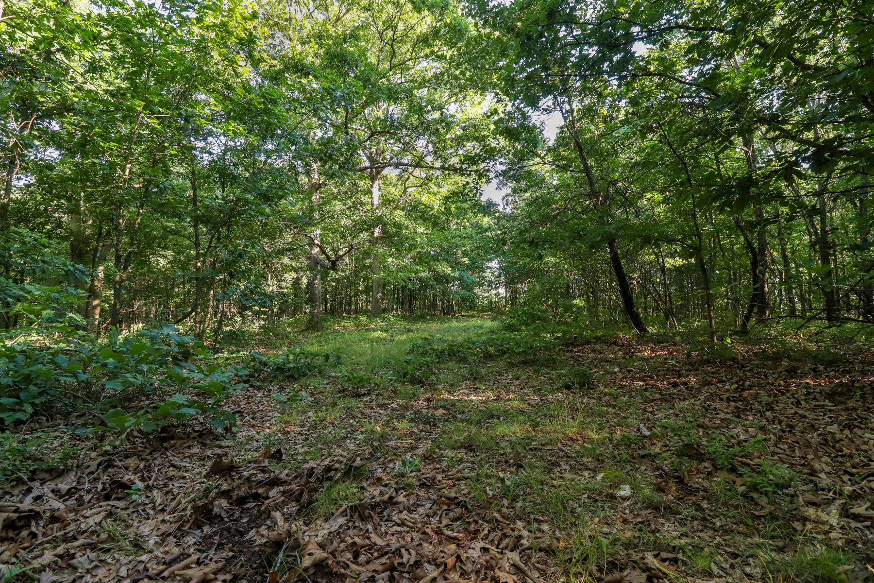 Photo 13 - Land for sale – 000  Private Drive Off Of Fr 1245   Aurora, MO