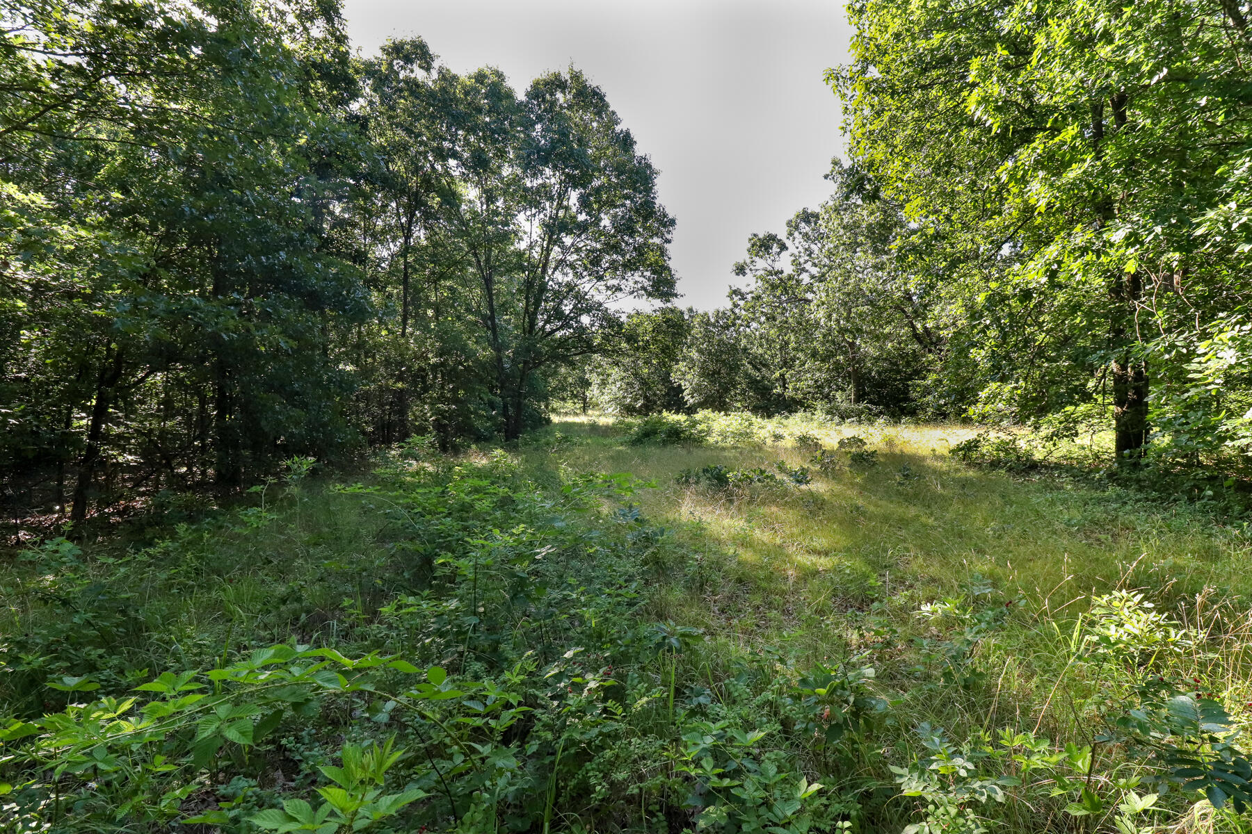 Photo 21 - Land for sale – 000  Private Drive Off Of Fr 1245   Aurora, MO