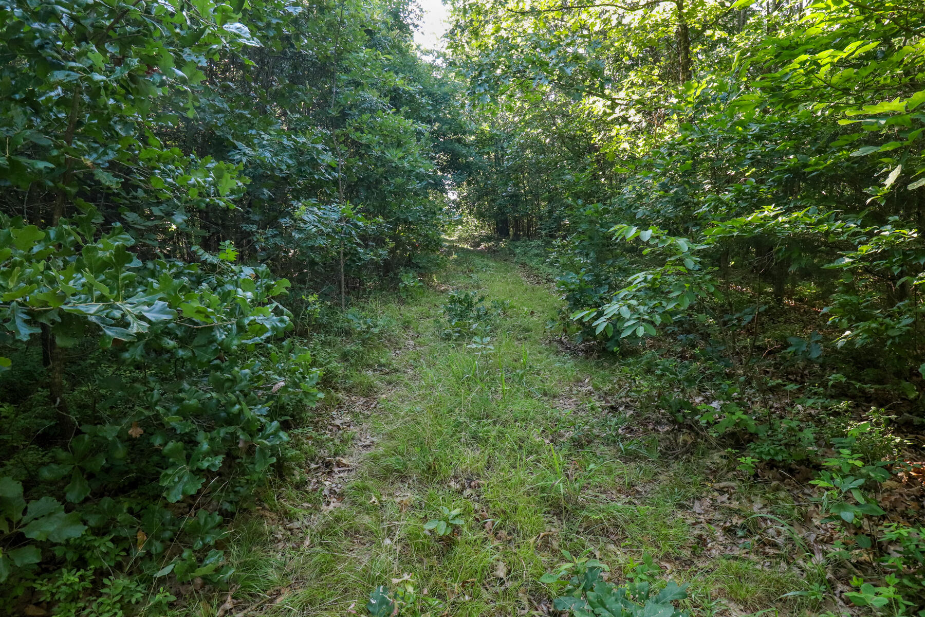 Photo 12 - Land for sale – 000  Private Drive Off Of Fr 1245   Aurora, MO