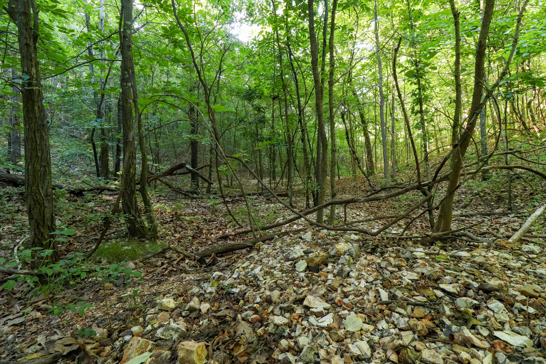 Photo 17 - Land for sale – 000  Private Drive Off Of Fr 1245   Aurora, MO