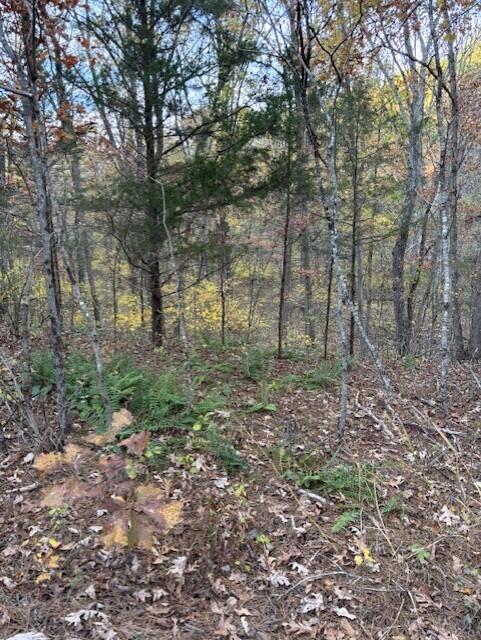 Photo 16 - Land for sale – Tbd  County Road 272   Vanzant, MO