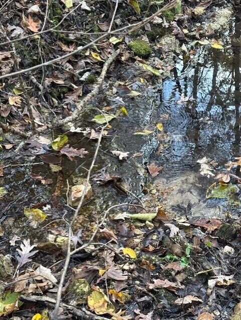 Photo 14 - Land for sale – Tbd  County Road 272   Vanzant, MO