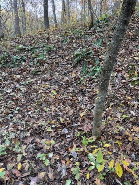 Photo 13 - Land for sale – Tbd  County Road 272   Vanzant, MO