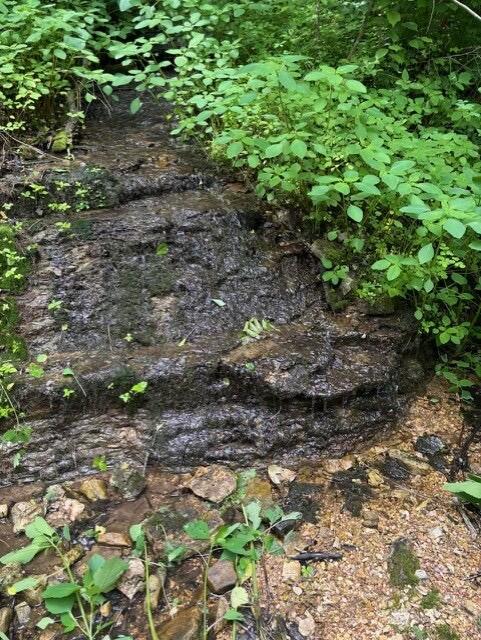 Photo 2 - Land for sale – Tbd  County Road 272   Vanzant, MO