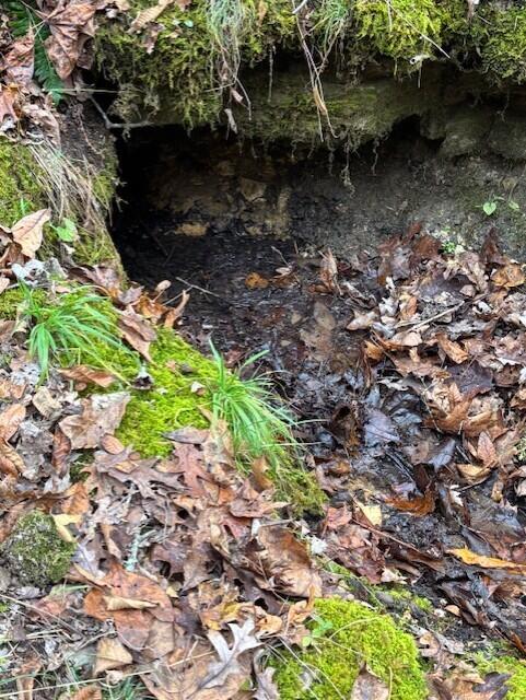 Photo 17 - Land for sale – Tbd  County Road 272   Vanzant, MO