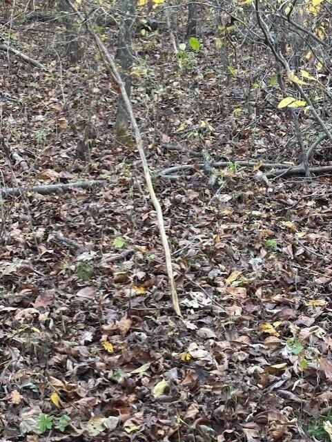 Photo 29 - Land for sale – Tbd  County Road 272   Vanzant, MO
